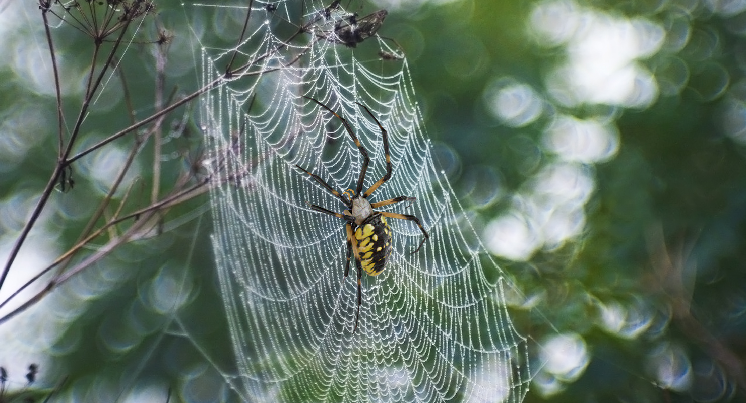 3D model McKinley Spider