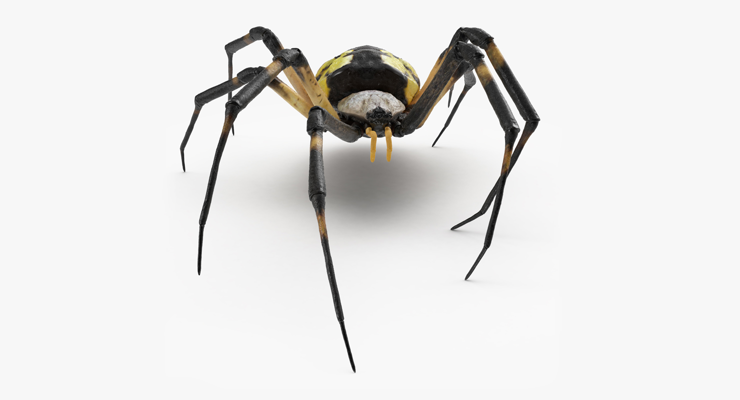 3D model McKinley Spider