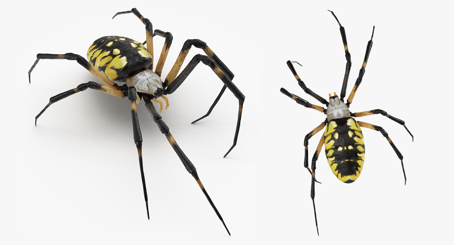 3D model McKinley Spider