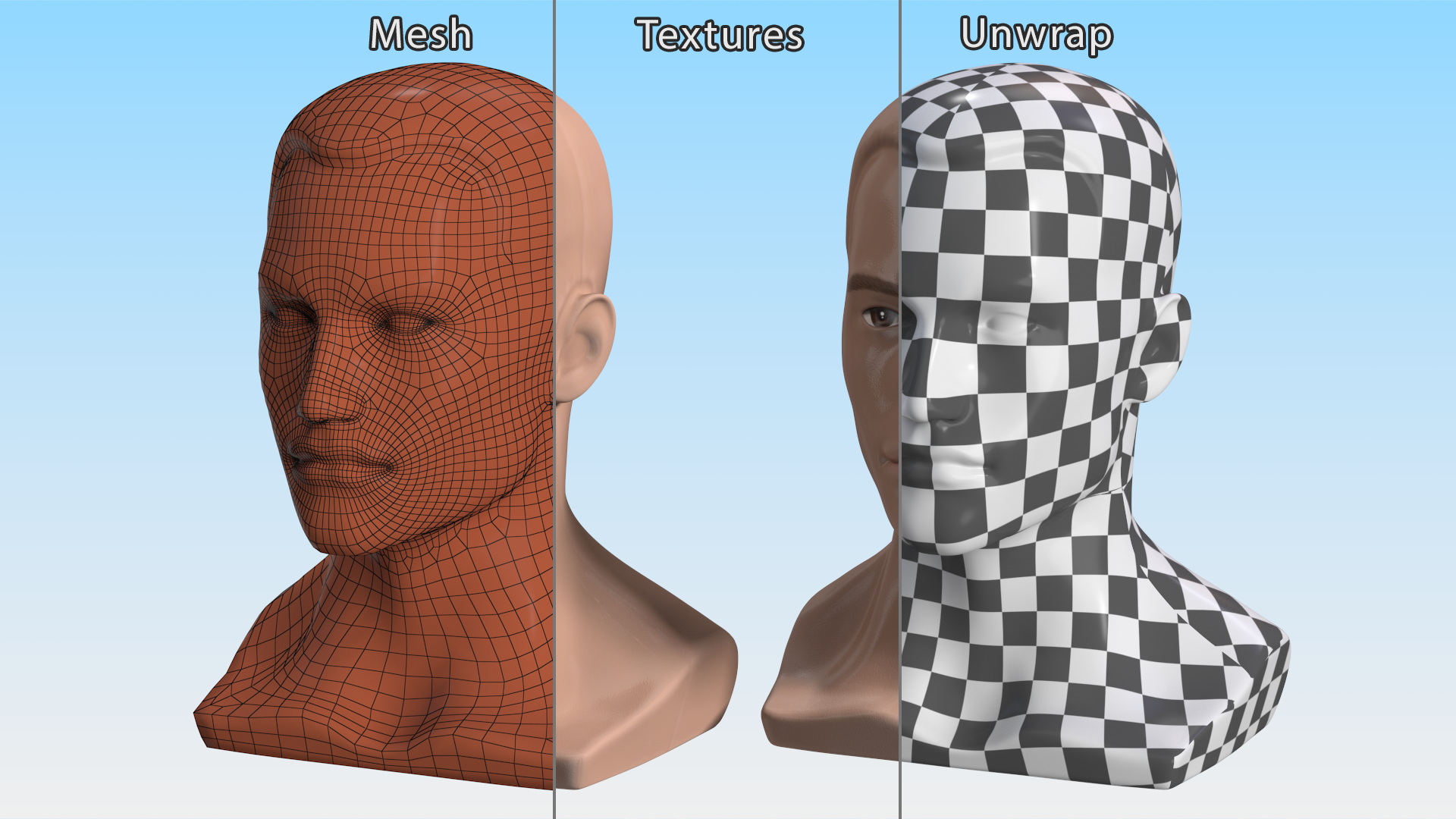 Plastic Male Mannequin Head with Hair 3D