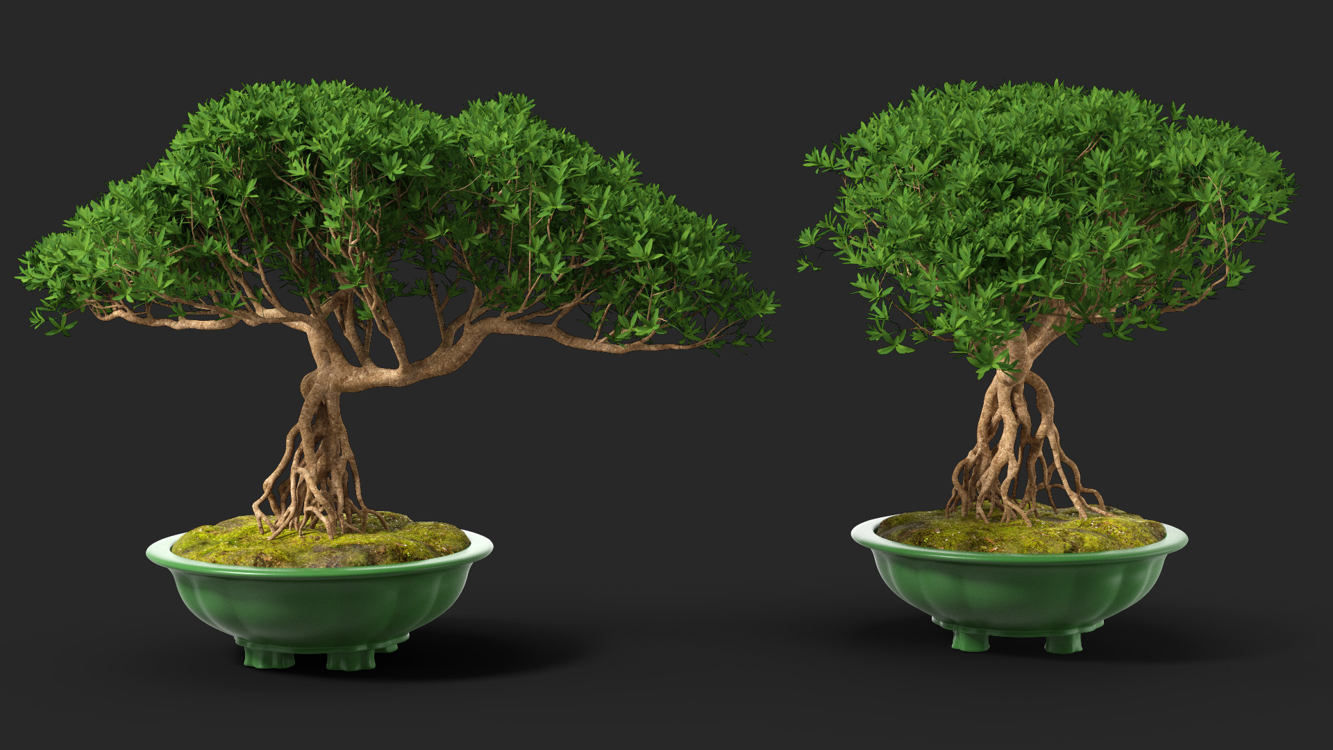 Small Bonsai in Pot 3D model