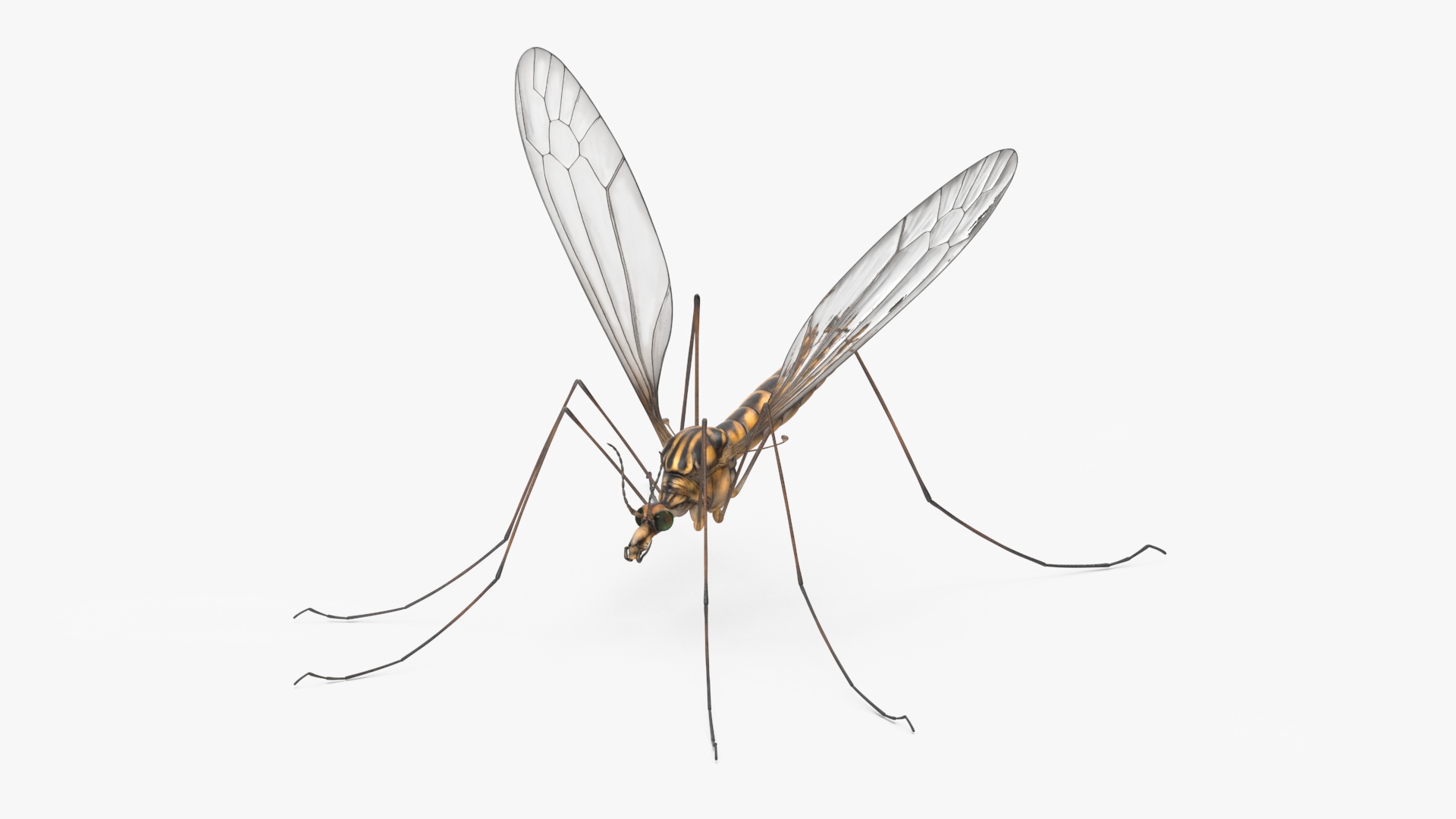 3D Crane Fly Gallinipper Mosquito Rigged for Maya