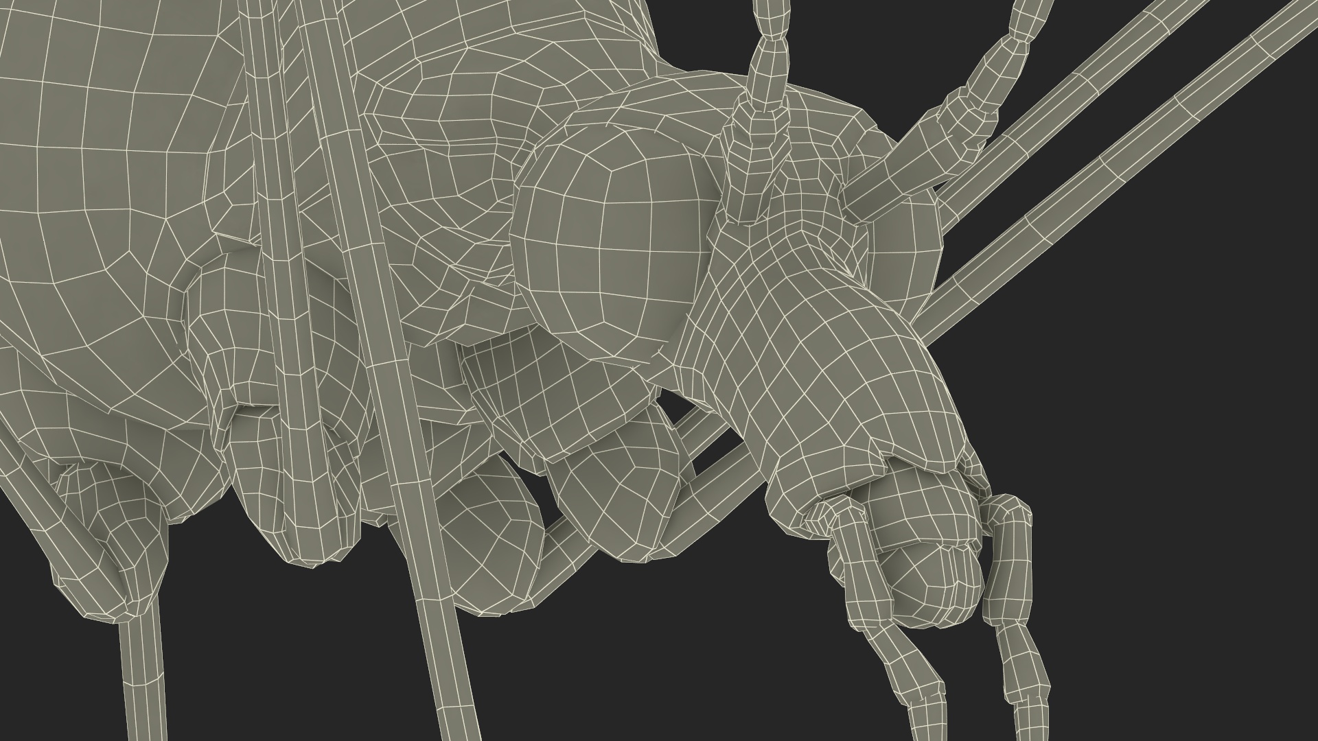 3D Crane Fly Gallinipper Mosquito Rigged for Maya