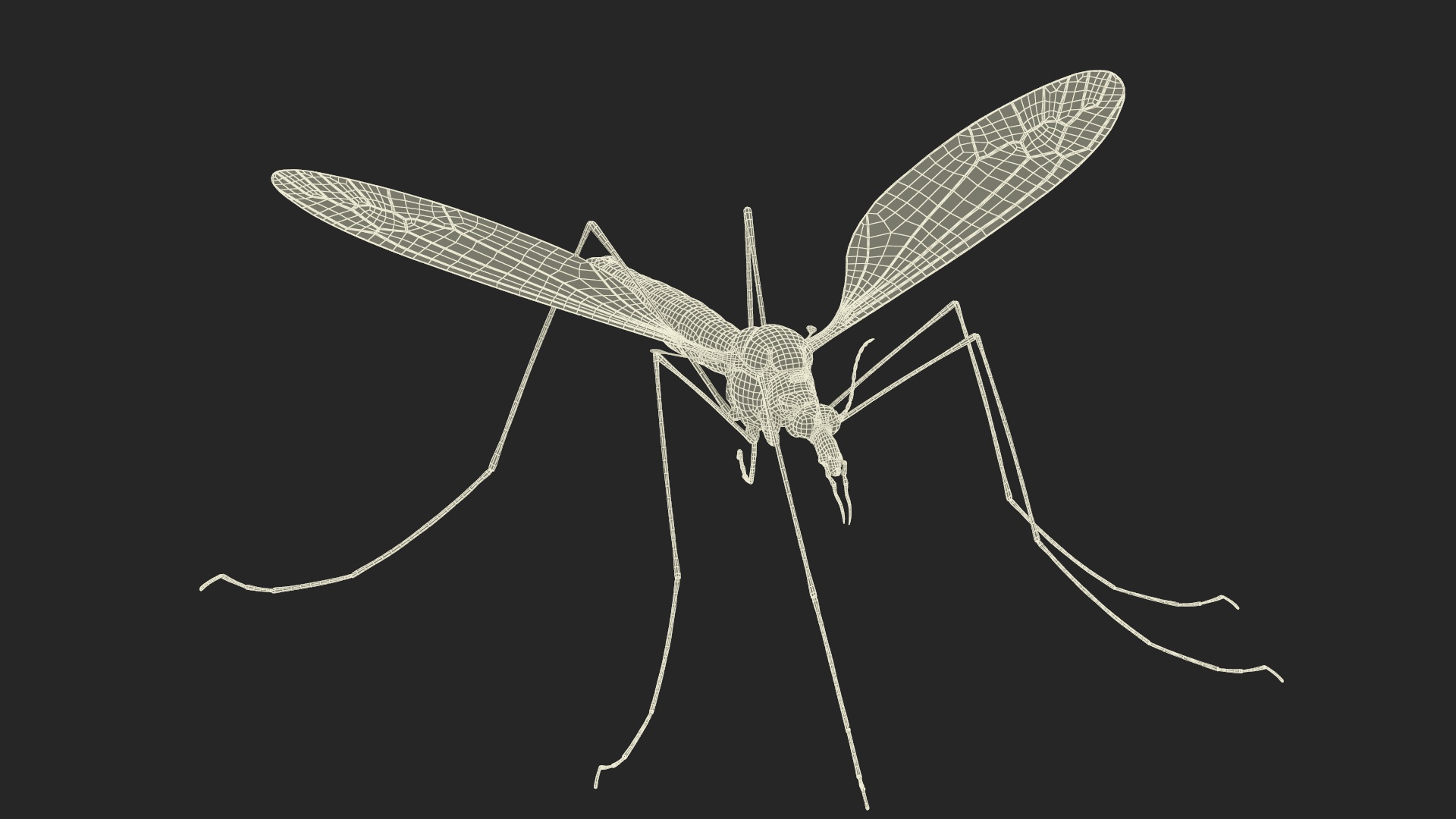 3D Crane Fly Gallinipper Mosquito Rigged for Maya