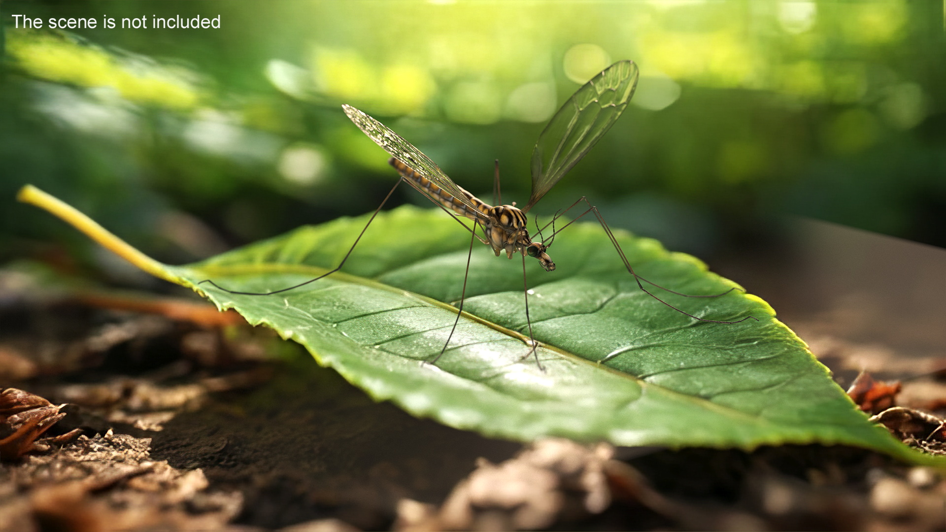 3D Crane Fly Gallinipper Mosquito Rigged for Maya