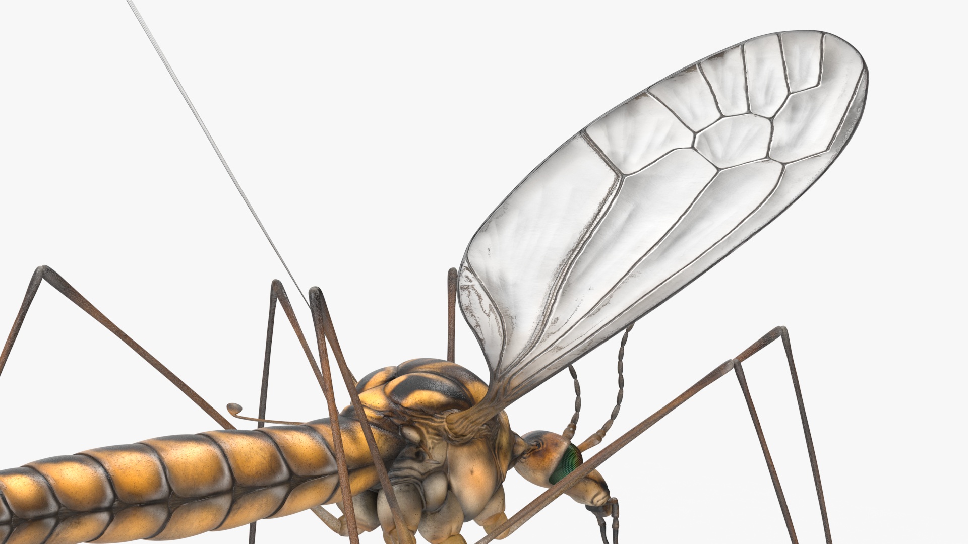 3D Crane Fly Gallinipper Mosquito Rigged for Maya