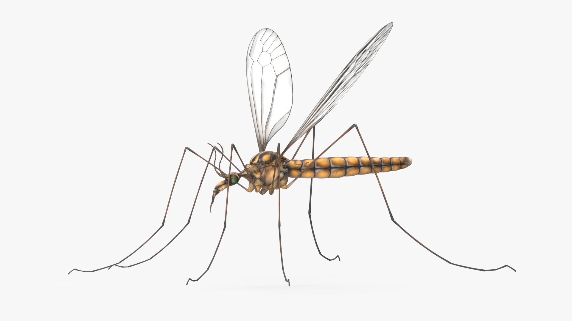 3D Crane Fly Gallinipper Mosquito Rigged for Maya