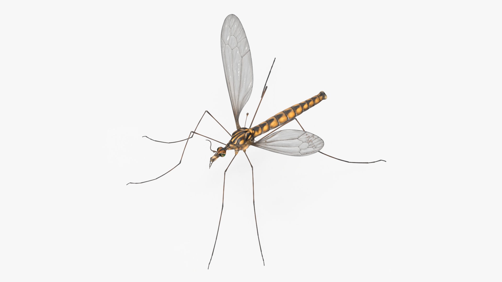 3D Crane Fly Gallinipper Mosquito Rigged for Maya