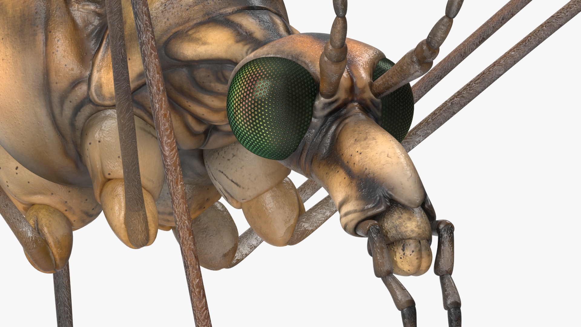 3D Crane Fly Gallinipper Mosquito Rigged for Maya
