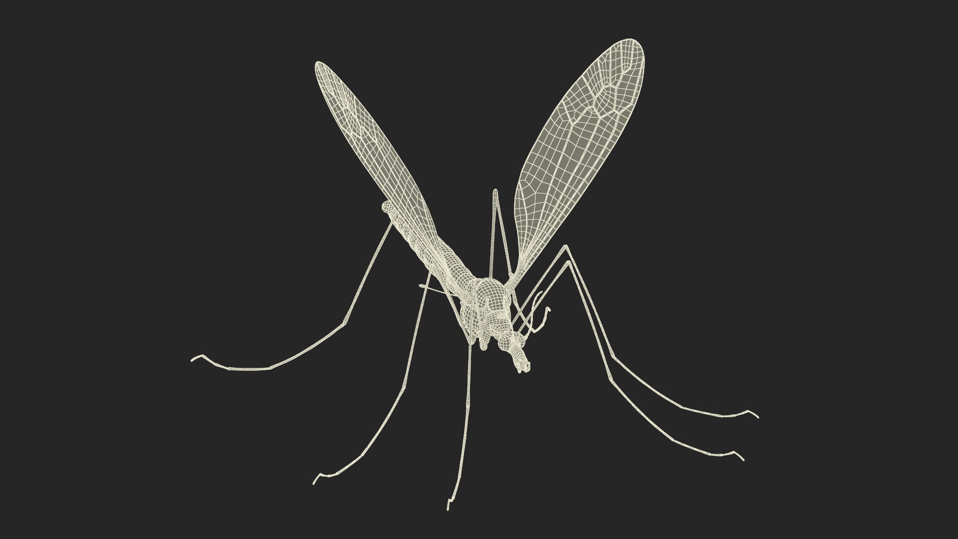 3D Crane Fly Gallinipper Mosquito Rigged for Maya