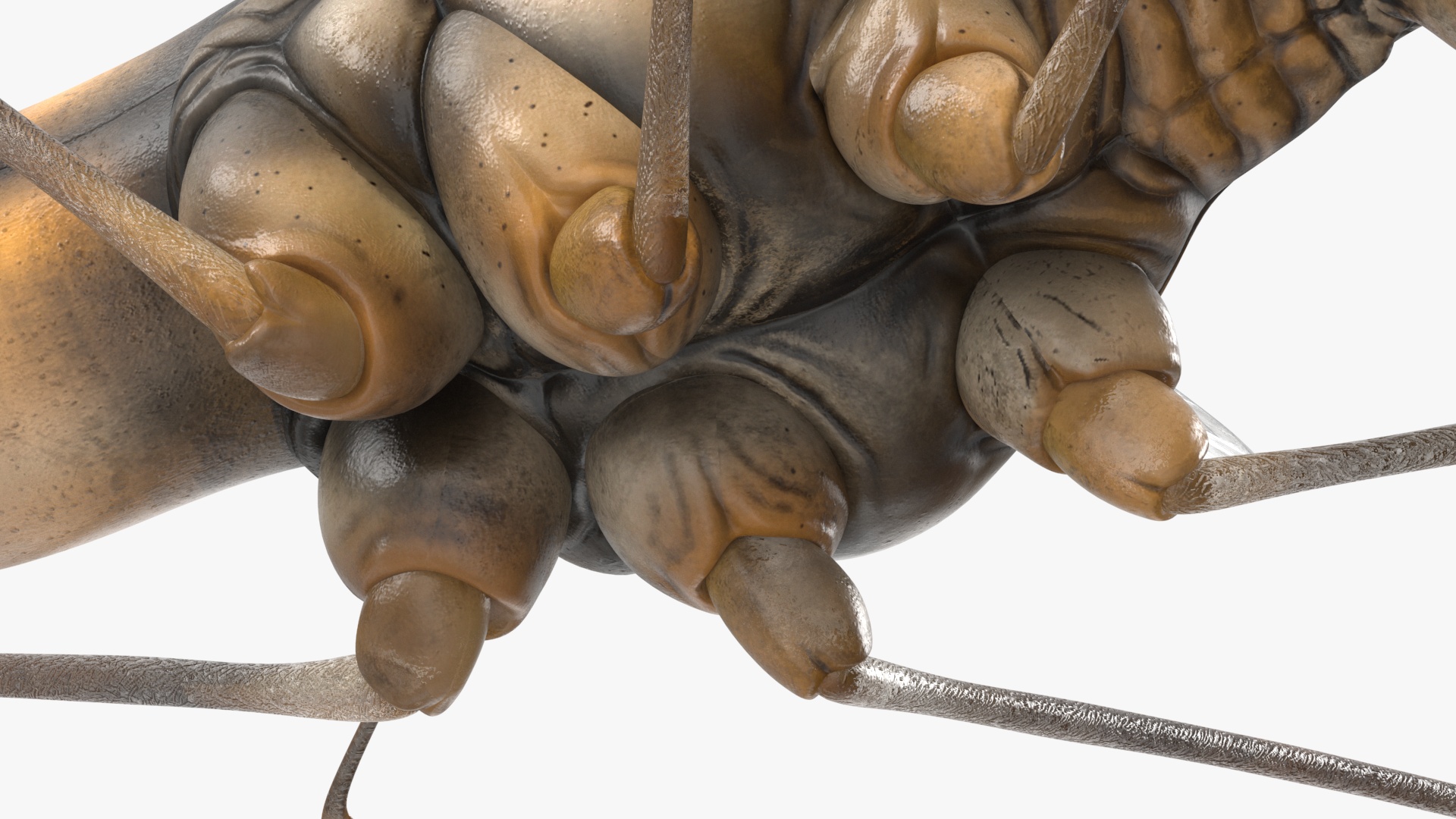 3D Crane Fly Gallinipper Mosquito Rigged for Maya