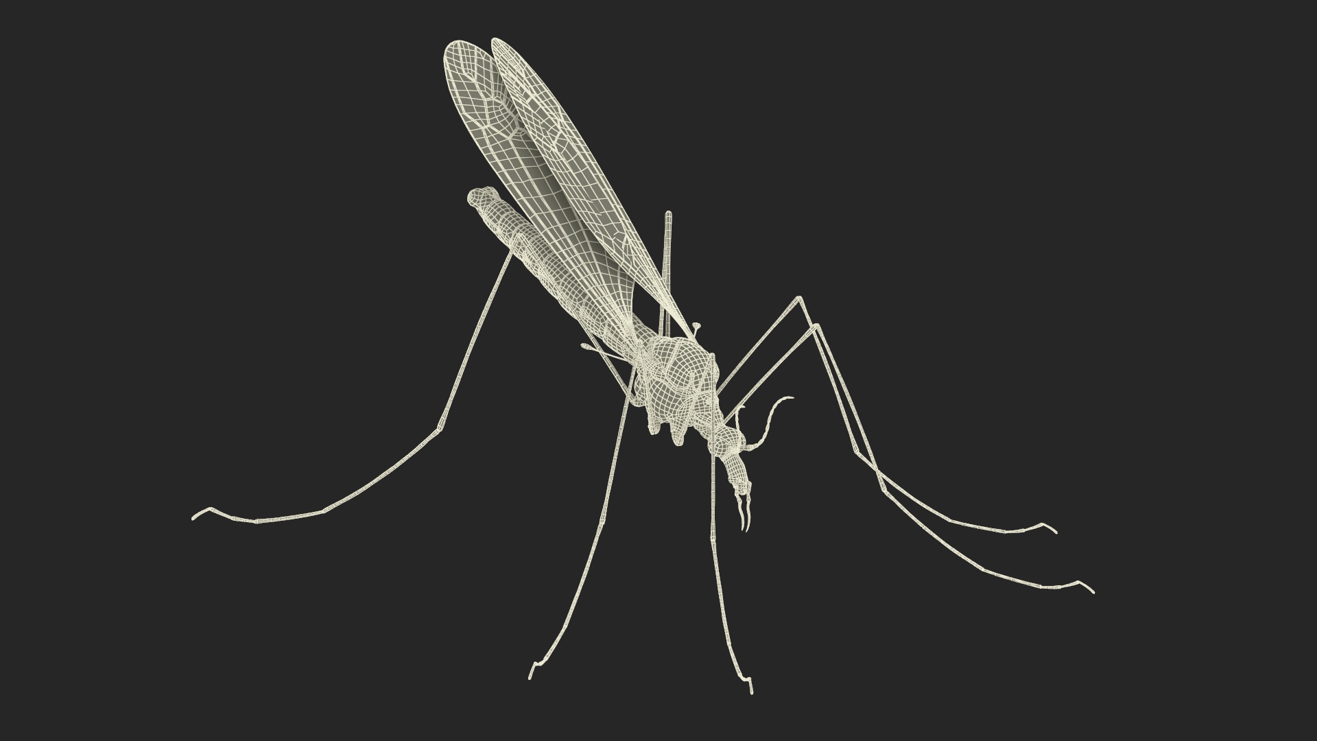 3D Crane Fly Gallinipper Mosquito Rigged for Maya