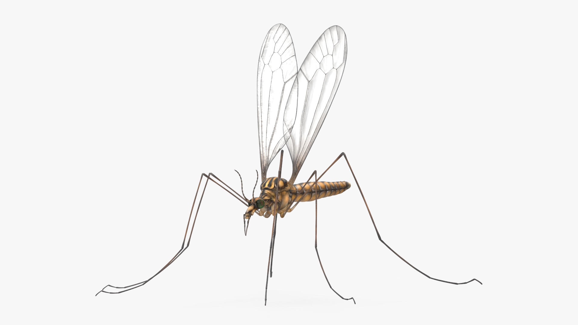 3D Crane Fly Gallinipper Mosquito Rigged for Maya