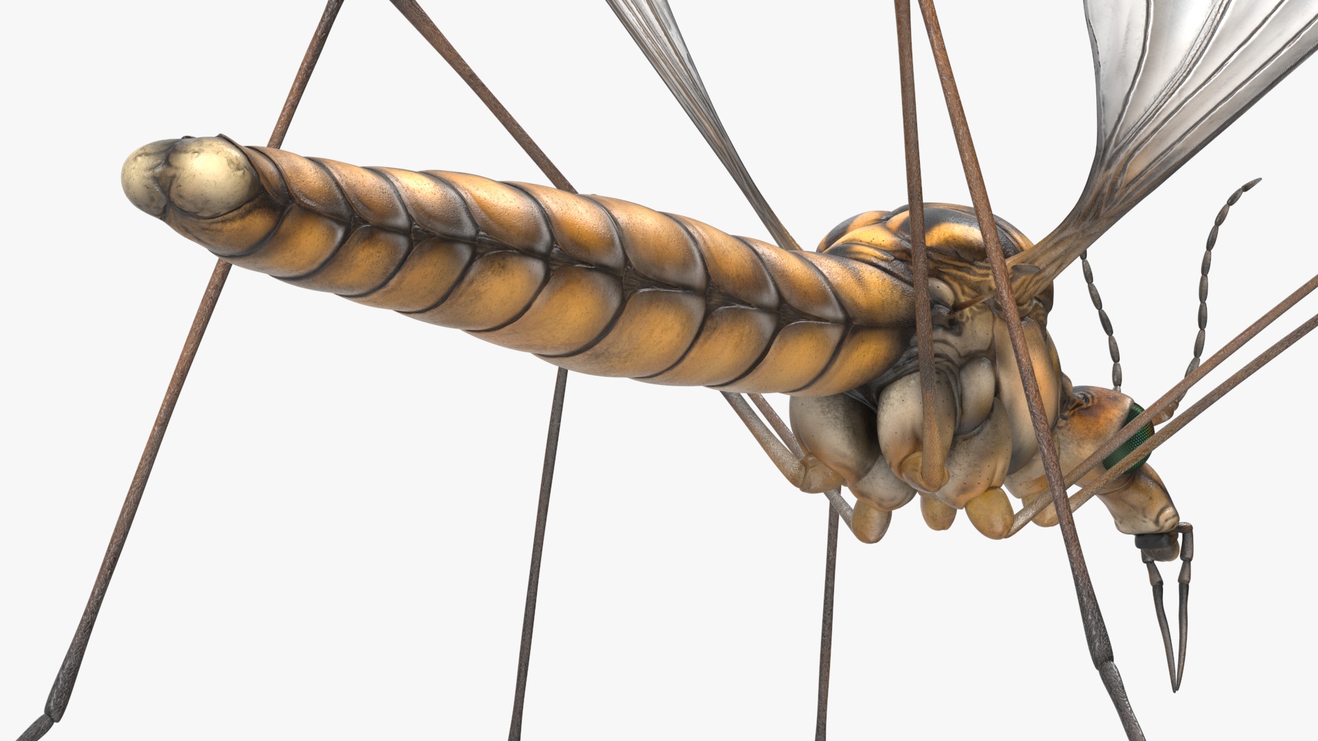 3D Crane Fly Gallinipper Mosquito Rigged for Maya