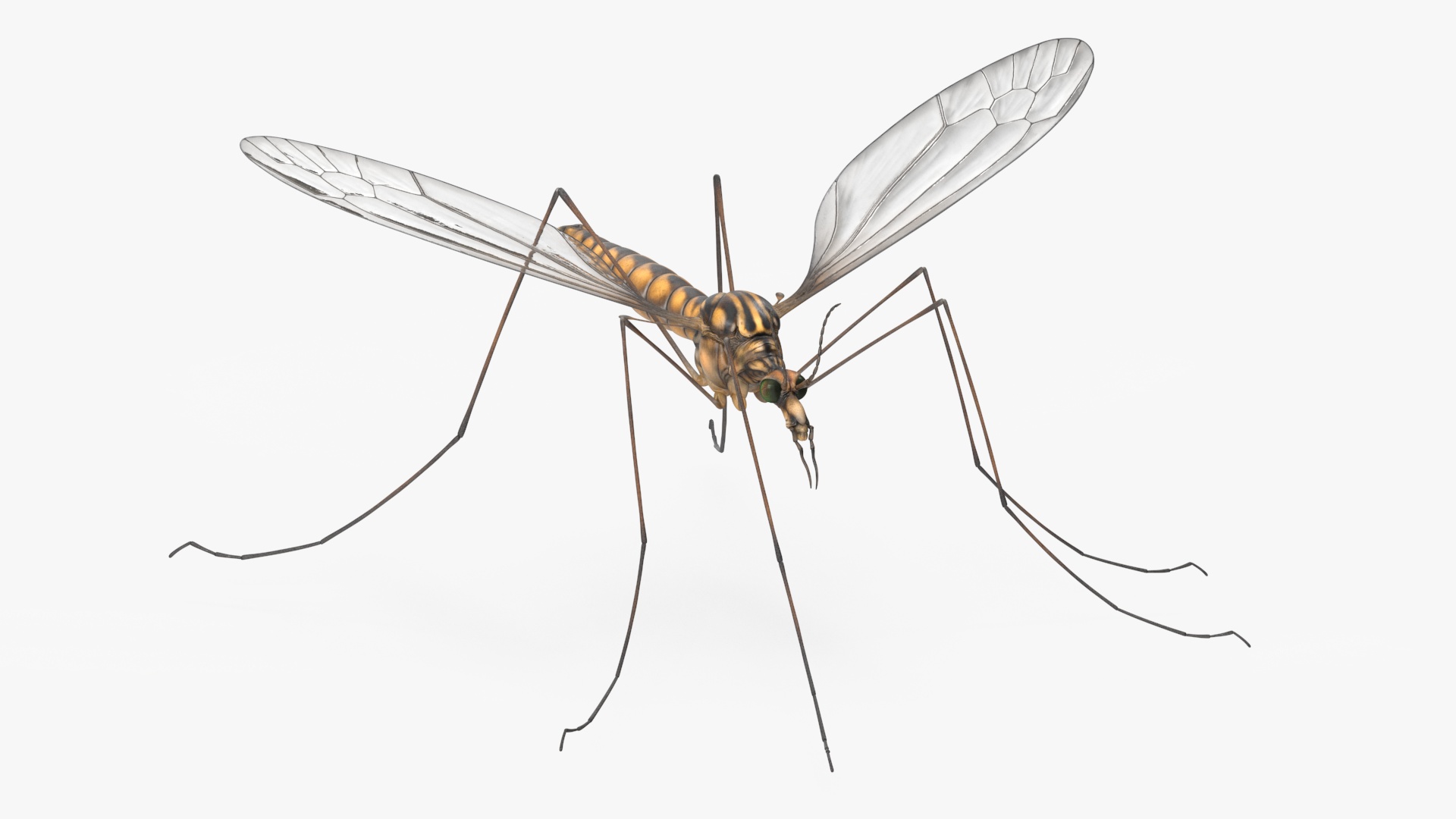 3D Crane Fly Gallinipper Mosquito Rigged for Maya
