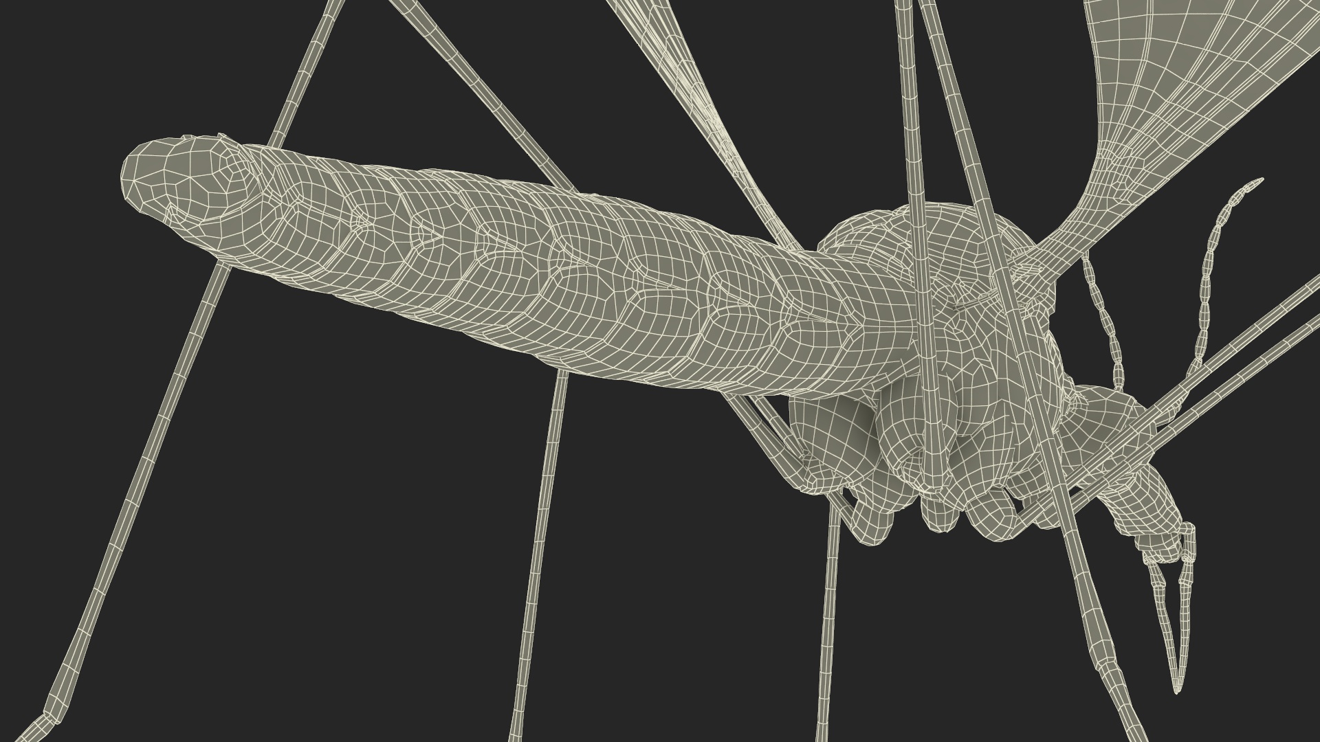 3D Crane Fly Gallinipper Mosquito Rigged for Maya