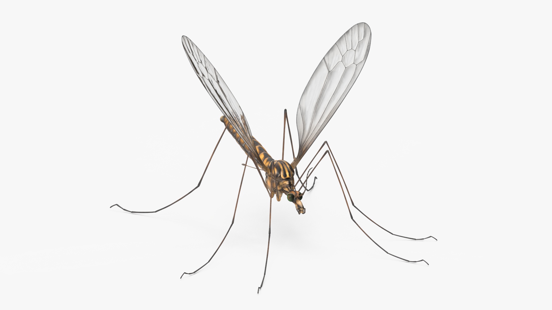 3D Crane Fly Gallinipper Mosquito Rigged for Maya