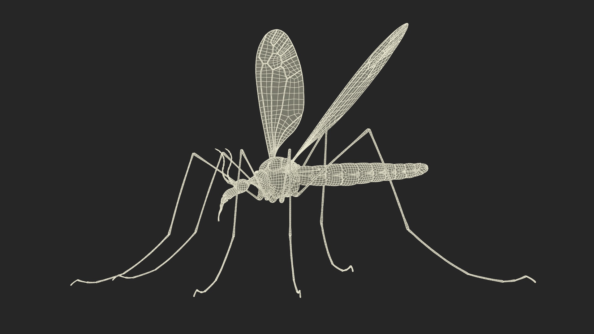 3D Crane Fly Gallinipper Mosquito Rigged for Maya