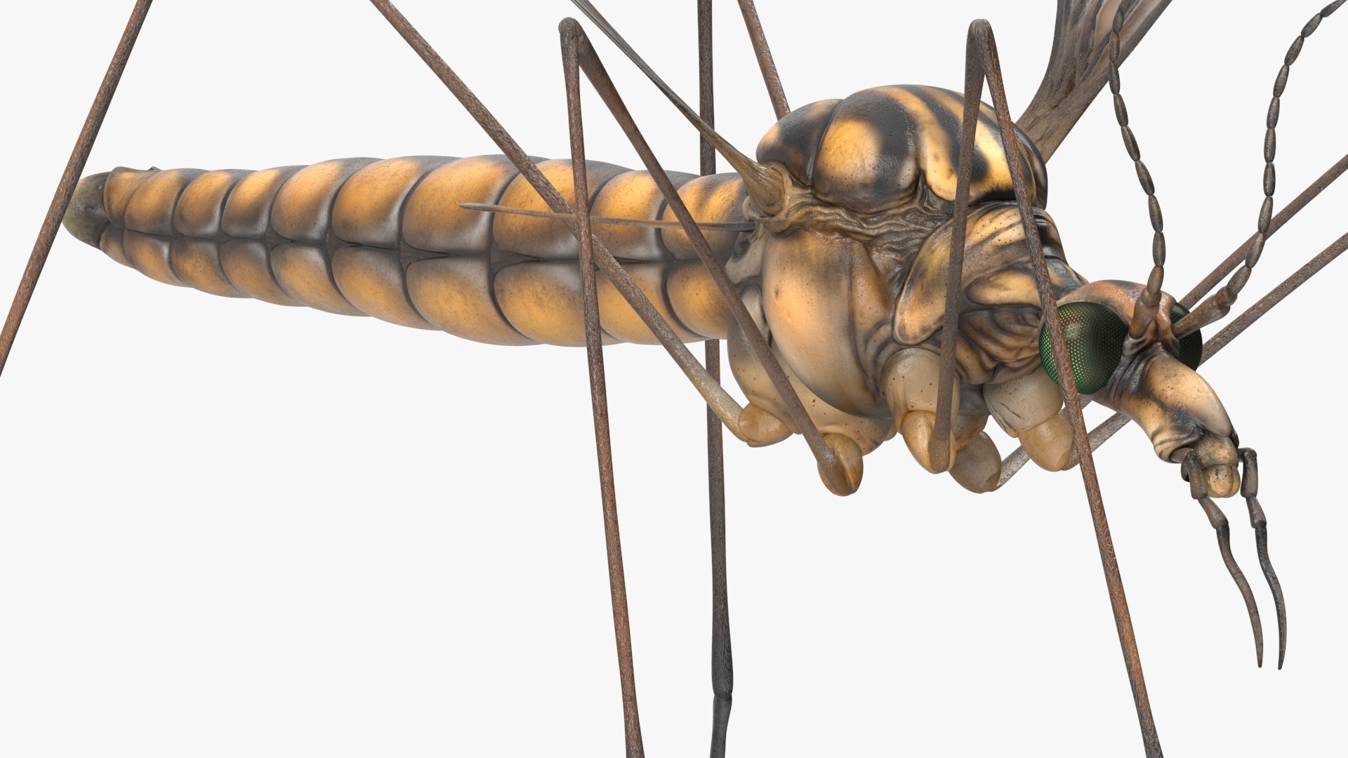 3D Crane Fly Gallinipper Mosquito Rigged for Maya