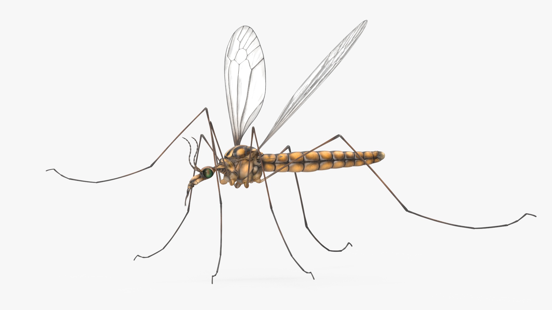 3D Crane Fly Gallinipper Mosquito Rigged for Maya