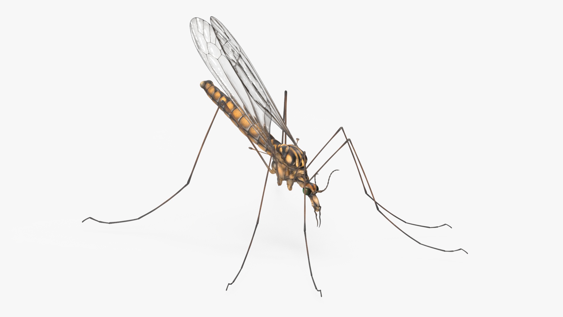 3D Crane Fly Gallinipper Mosquito Rigged for Maya