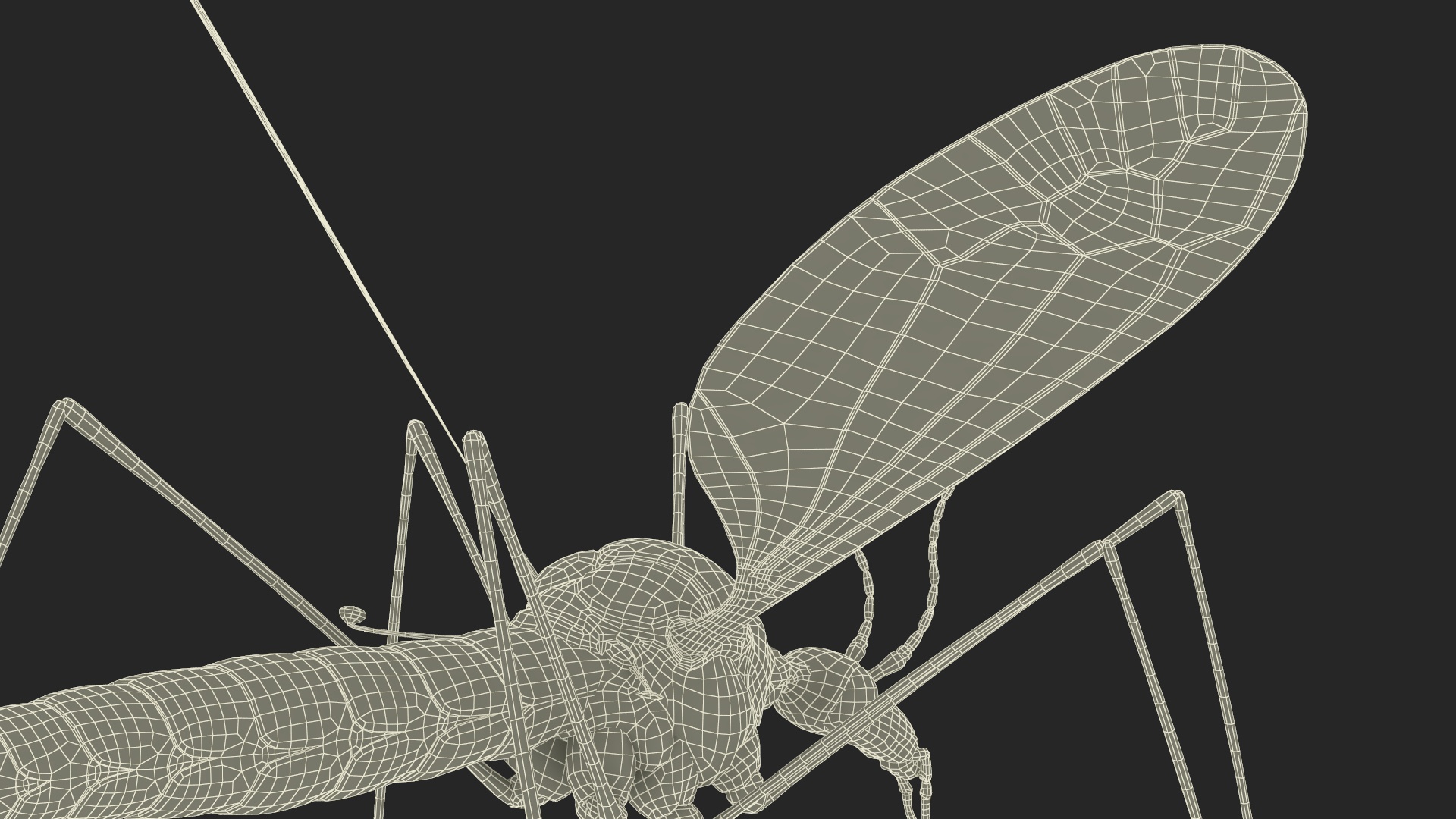3D Crane Fly Gallinipper Mosquito Rigged for Maya