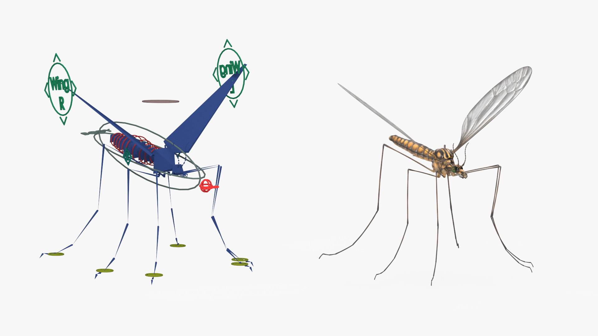 3D Crane Fly Gallinipper Mosquito Rigged for Maya