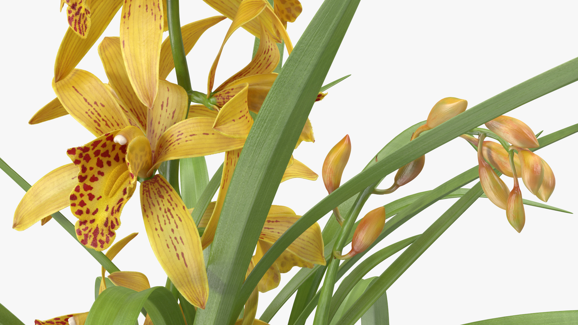 3D Yellow Orchid Flower Pot Fur model