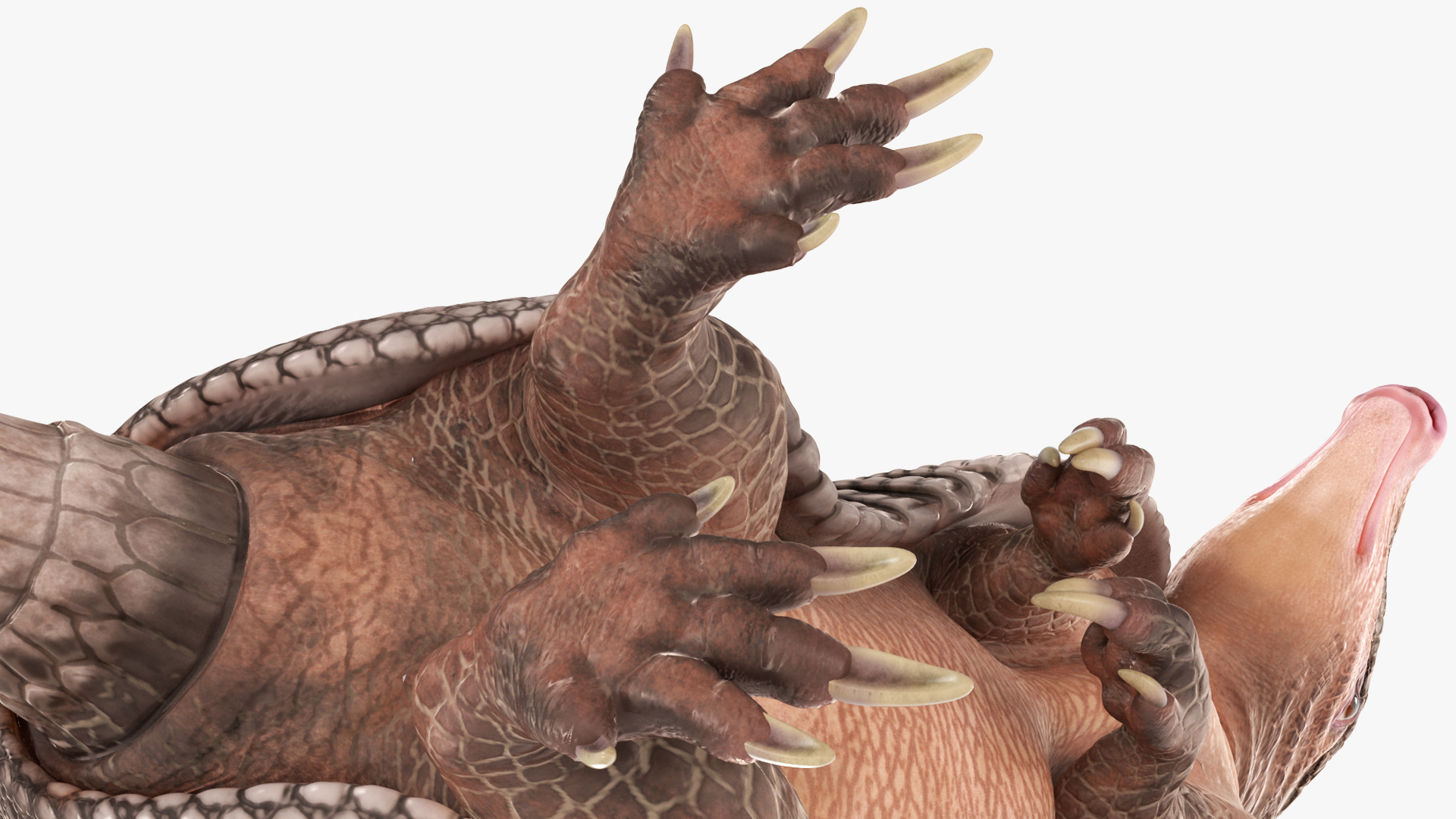 3D Armadillo in Hind Legs Pose Black model