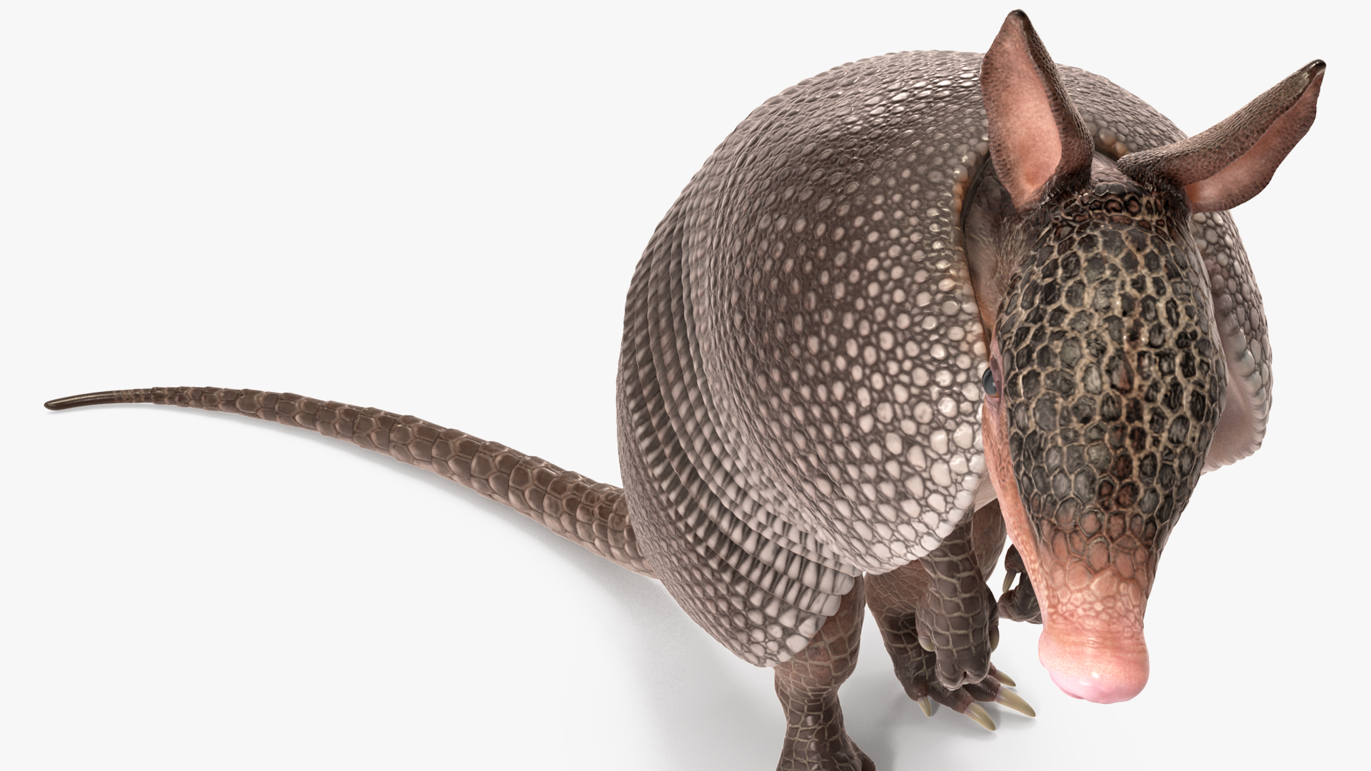 3D Armadillo in Hind Legs Pose Black model
