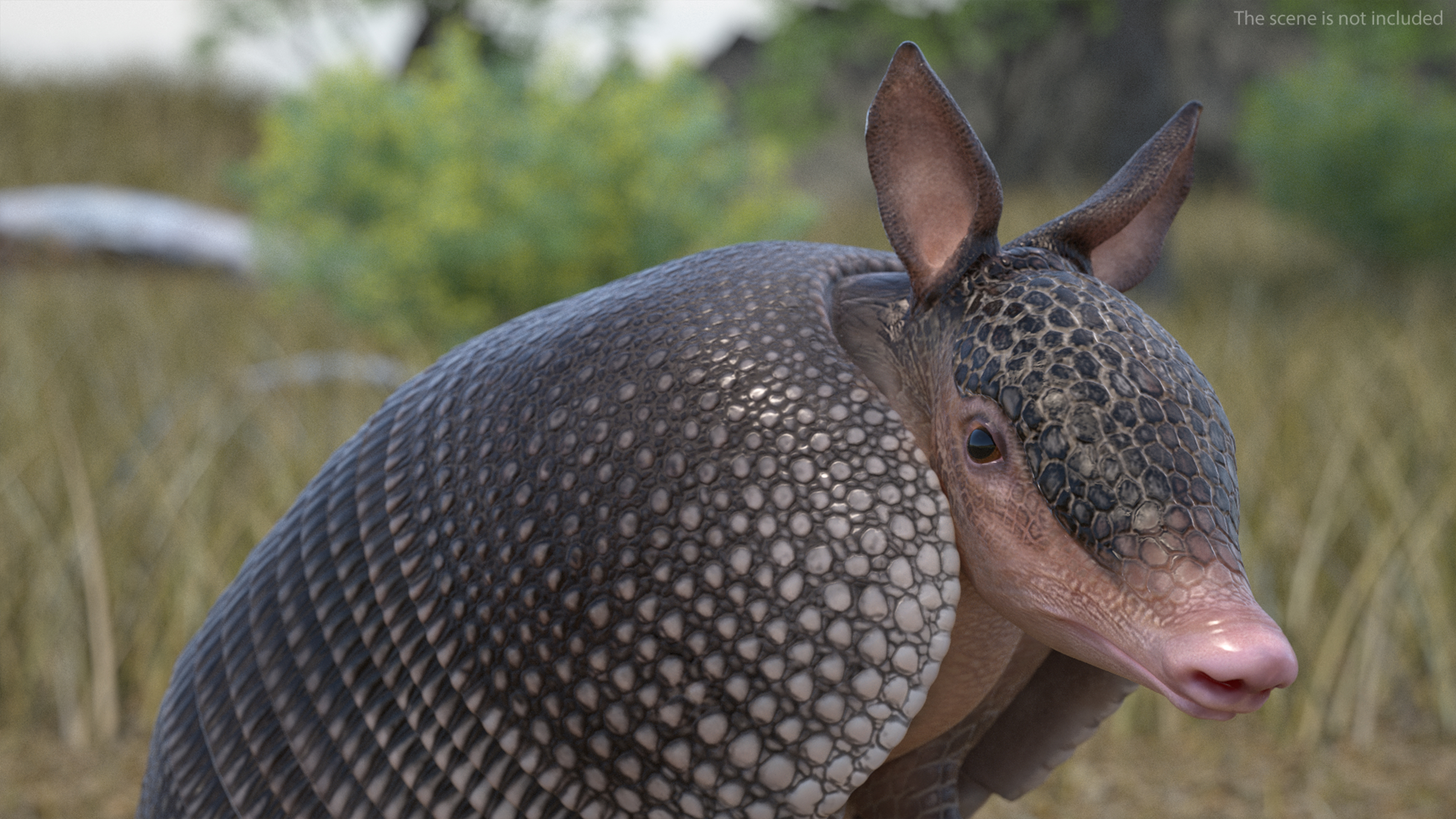 3D Armadillo in Hind Legs Pose Black model