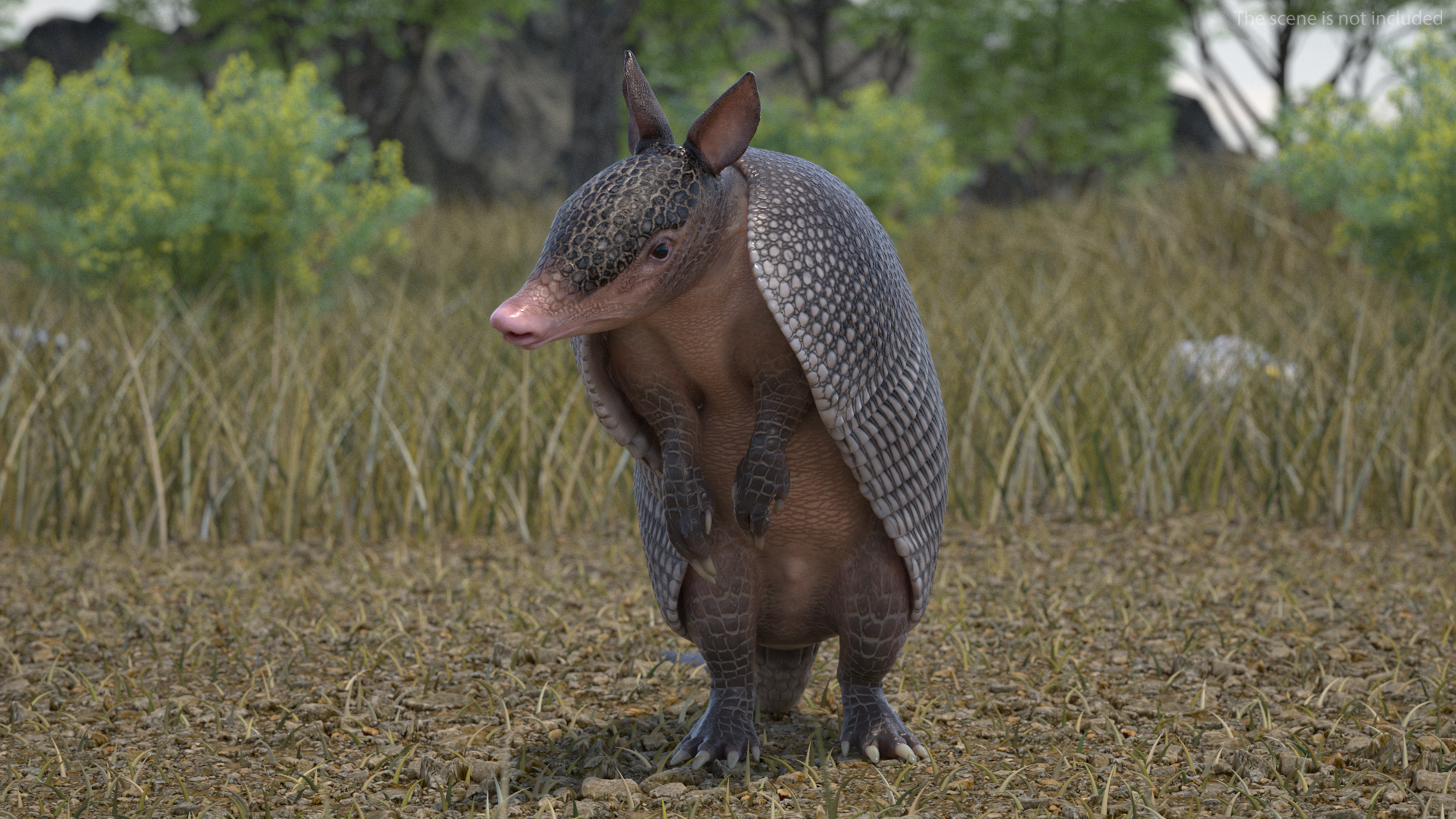 3D Armadillo in Hind Legs Pose Black model
