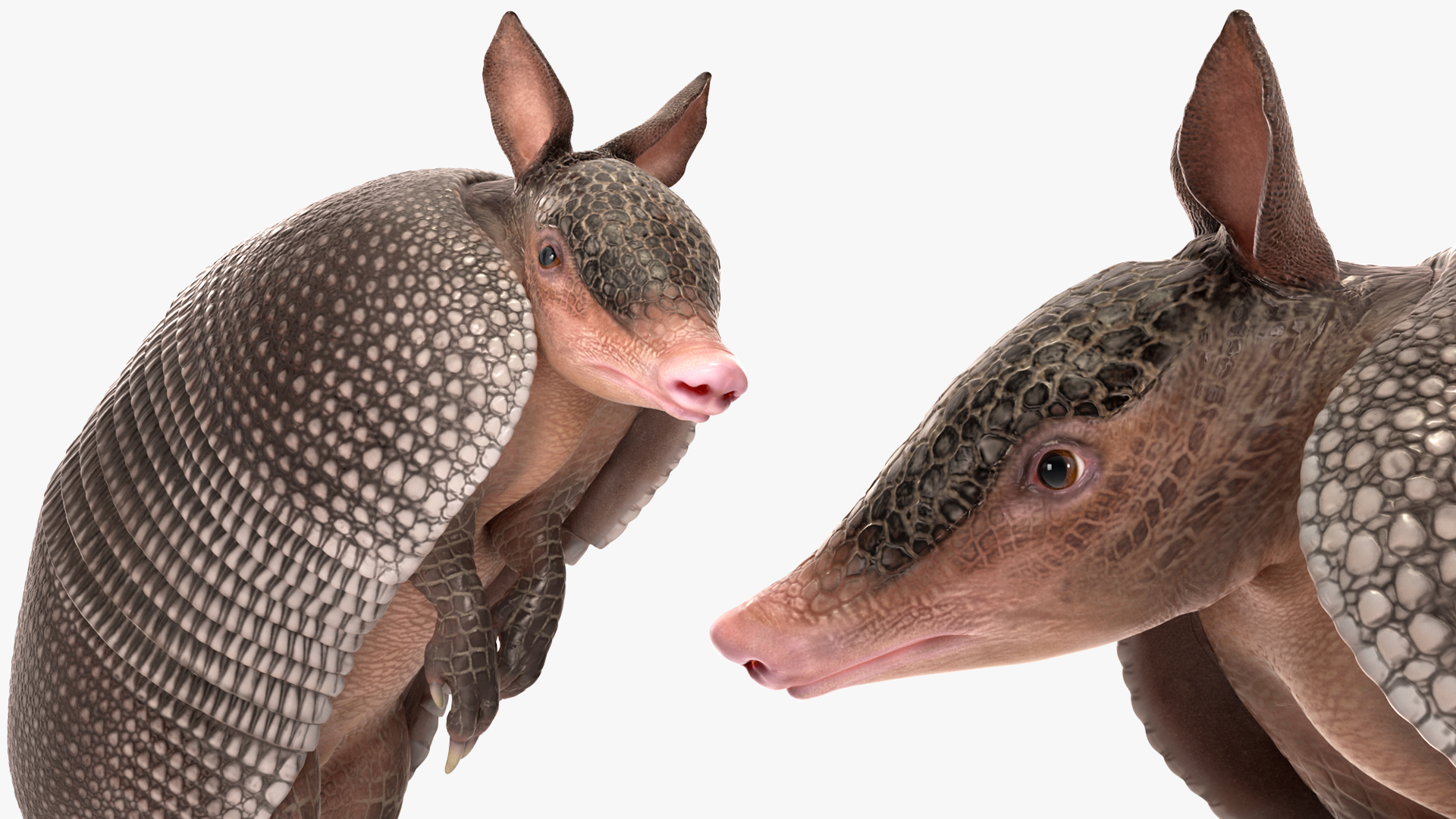 3D Armadillo in Hind Legs Pose Black model
