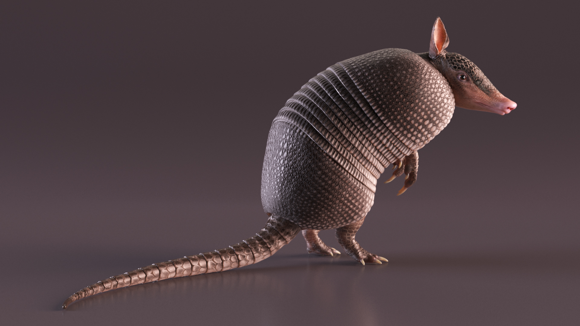 3D Armadillo in Hind Legs Pose Black model