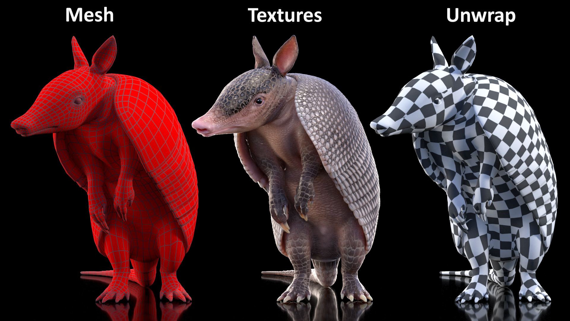 3D Armadillo in Hind Legs Pose Black model
