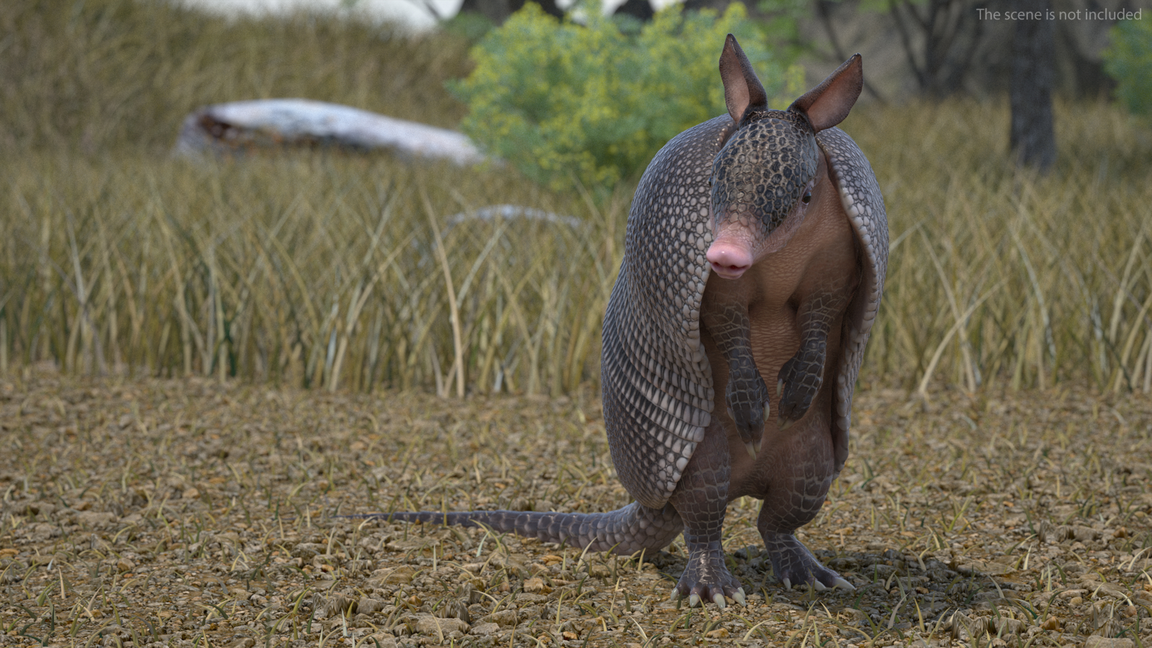 3D Armadillo in Hind Legs Pose Black model