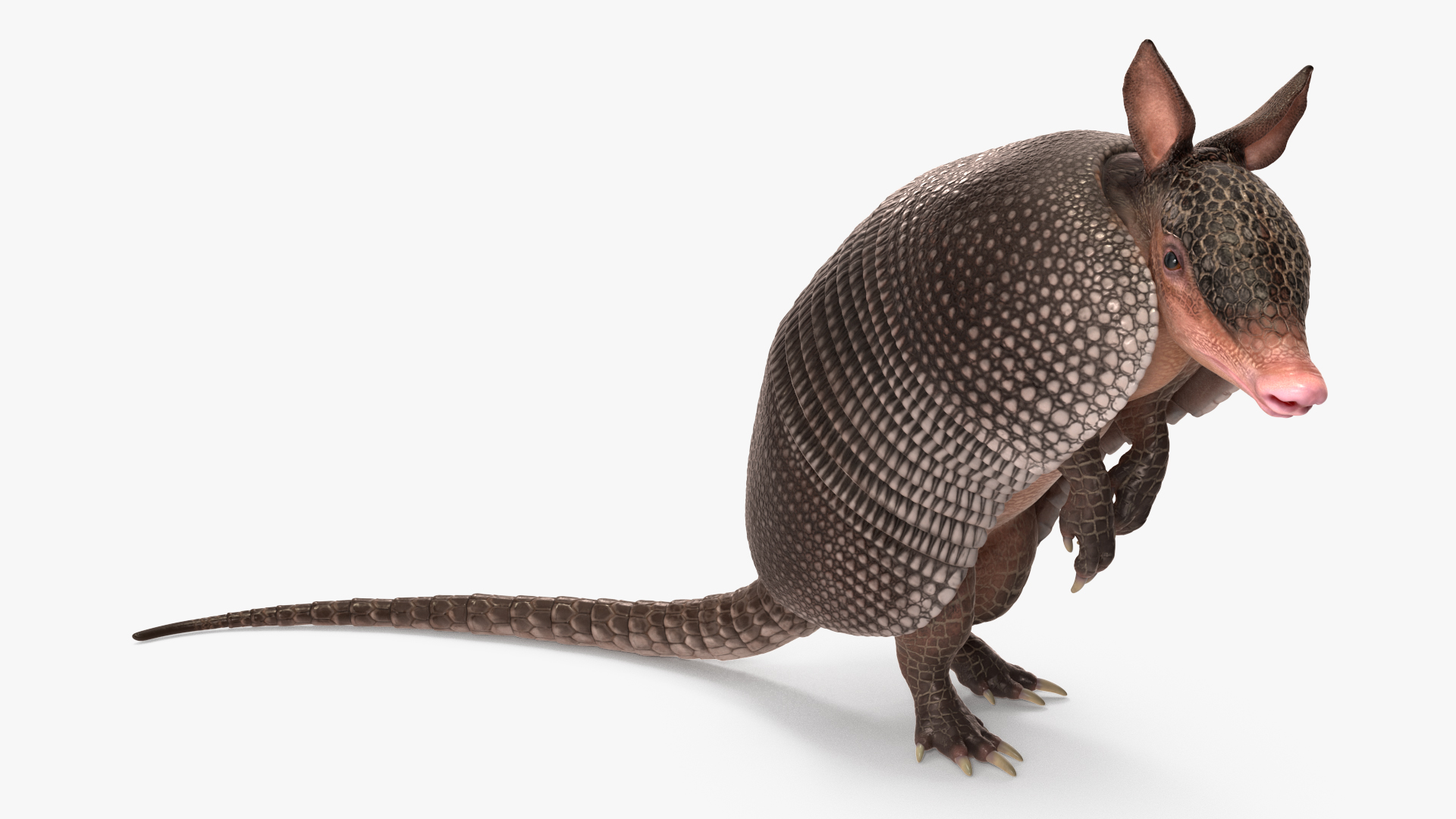 3D Armadillo in Hind Legs Pose Black model