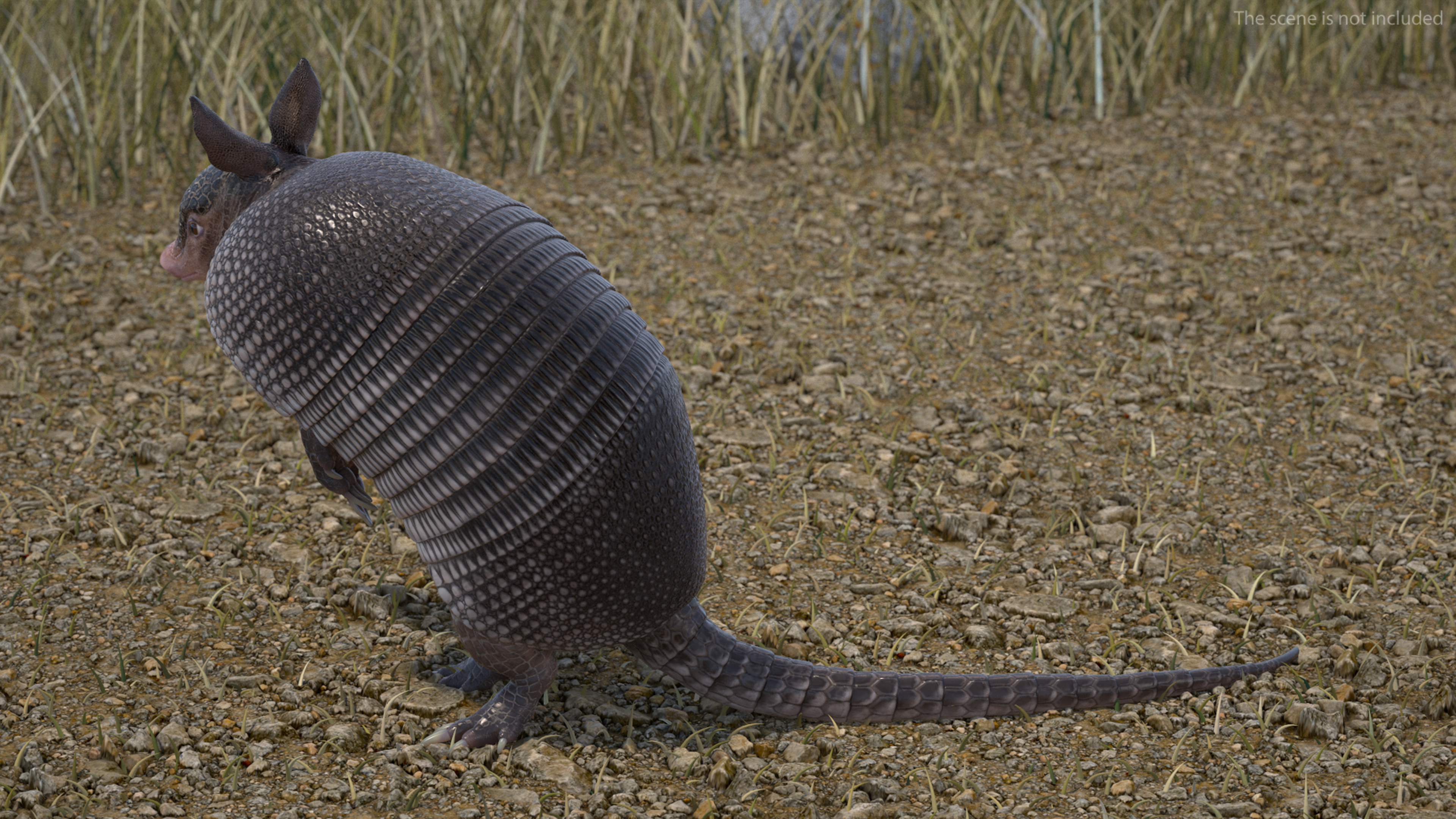 3D Armadillo in Hind Legs Pose Black model