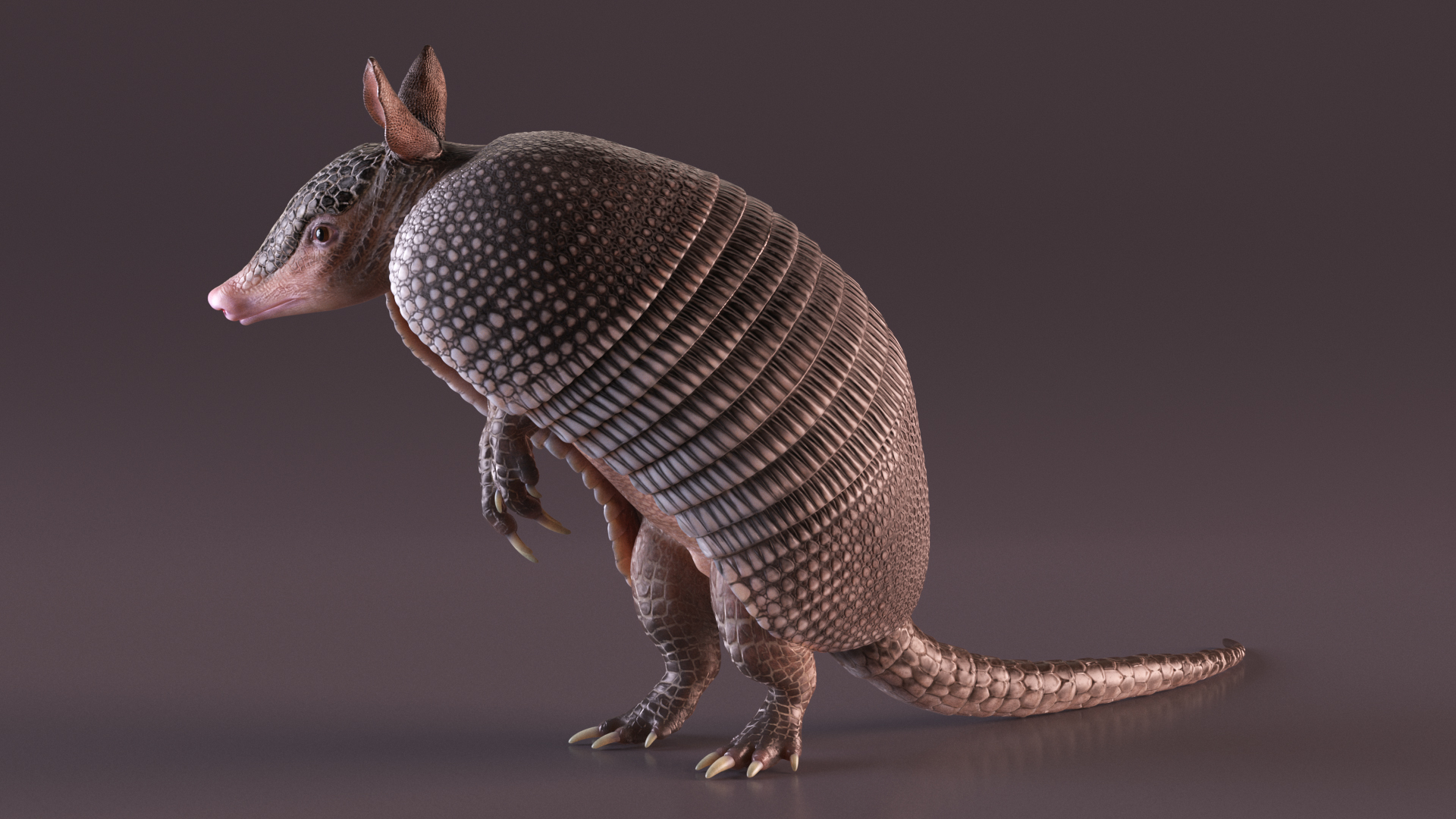 3D Armadillo in Hind Legs Pose Black model