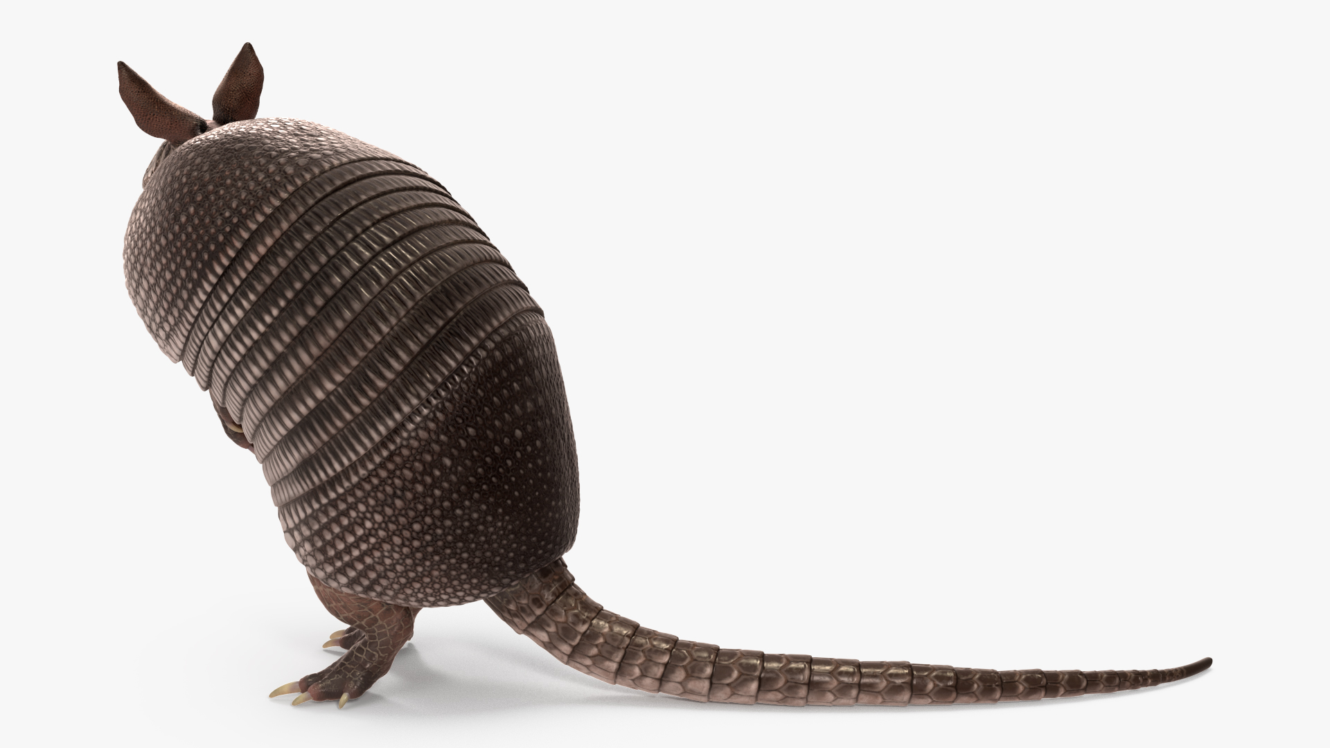 3D Armadillo in Hind Legs Pose Black model