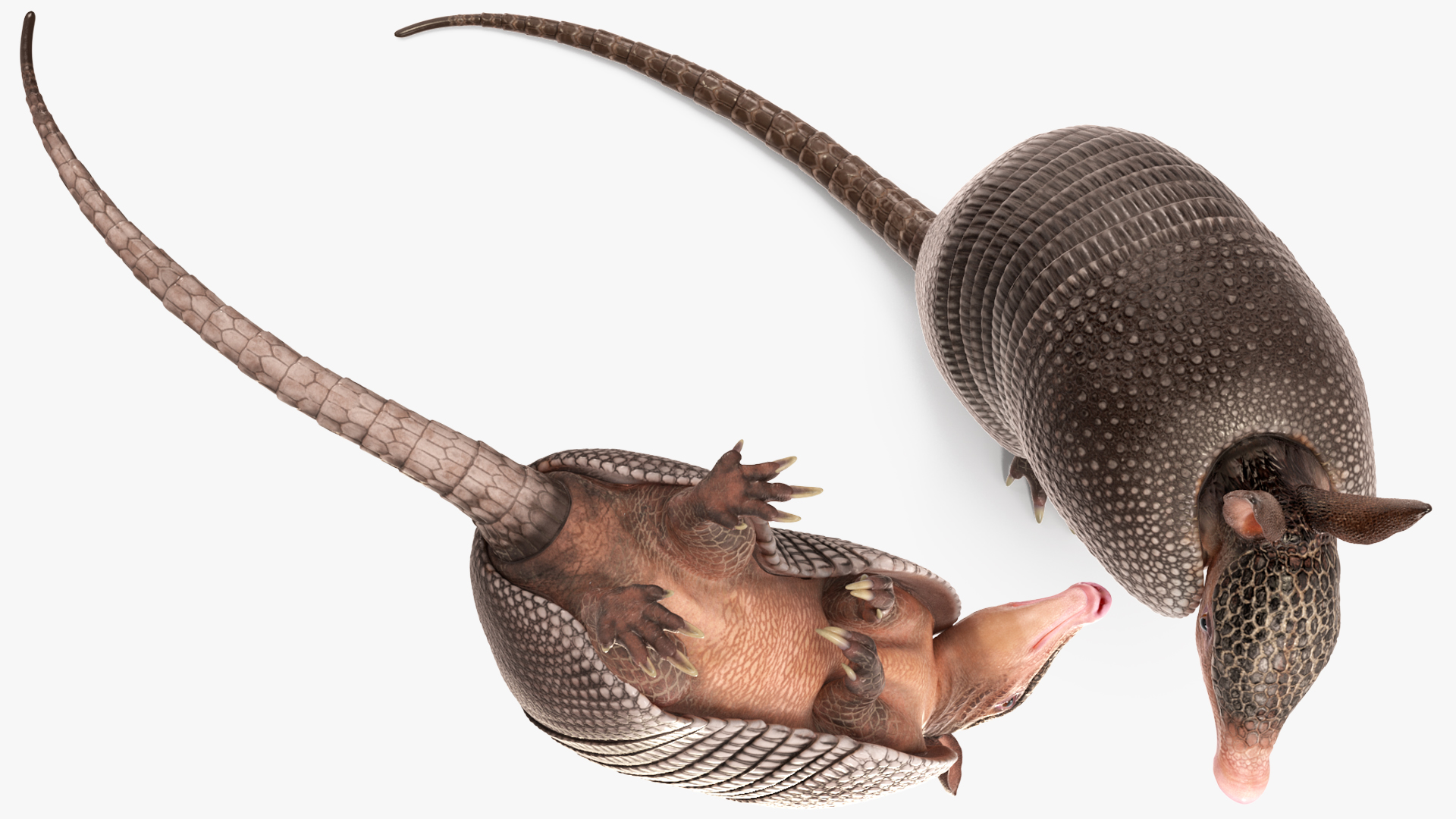 3D Armadillo in Hind Legs Pose Black model