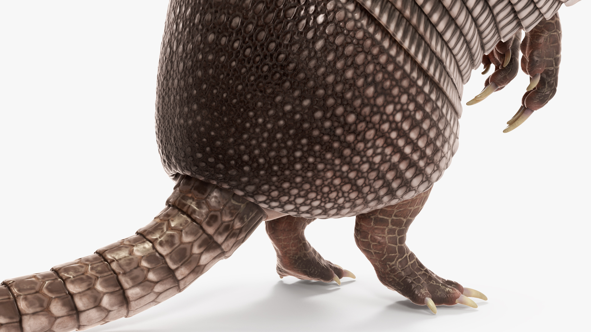 3D Armadillo in Hind Legs Pose Black model
