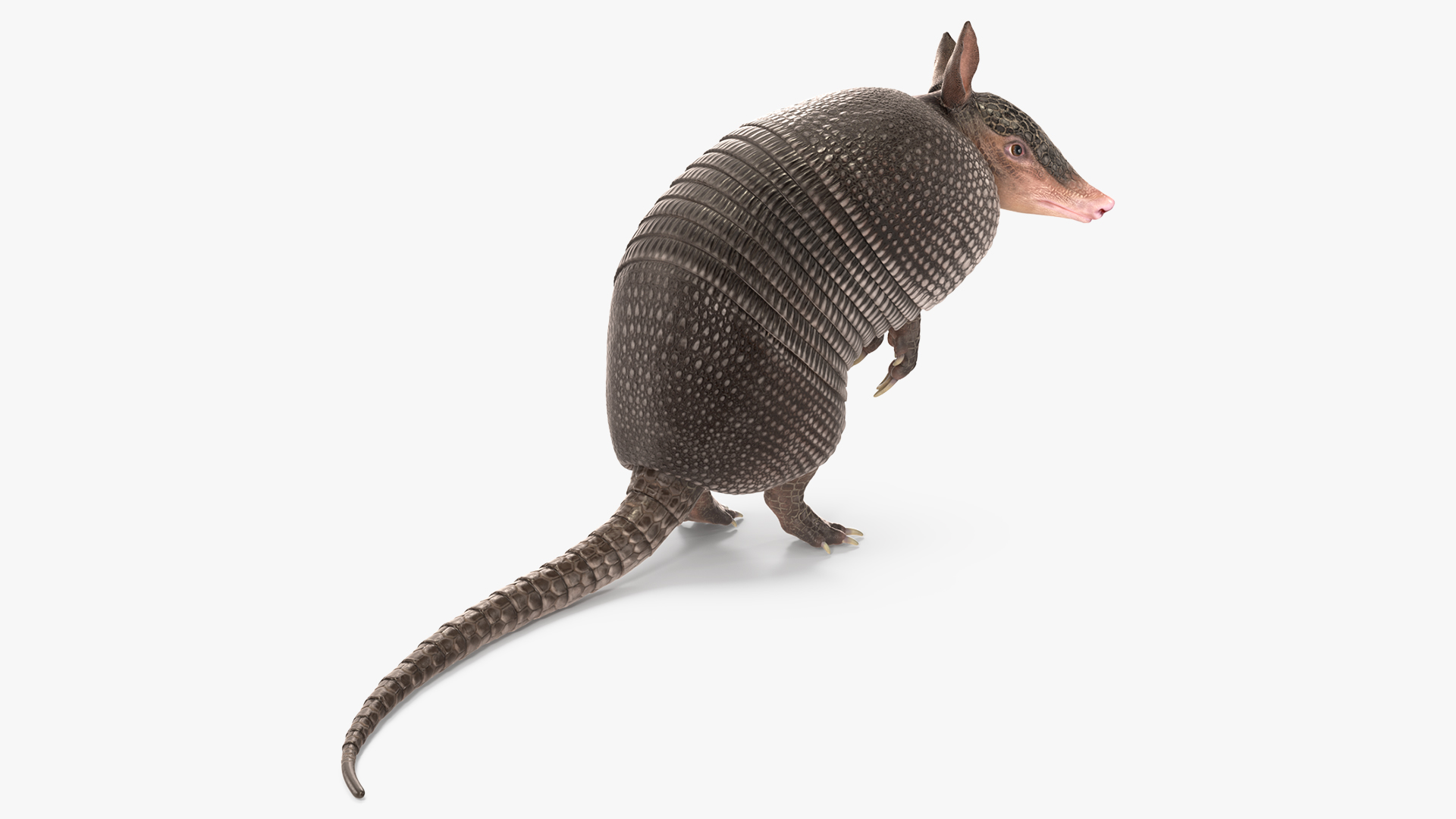 3D Armadillo in Hind Legs Pose Black model