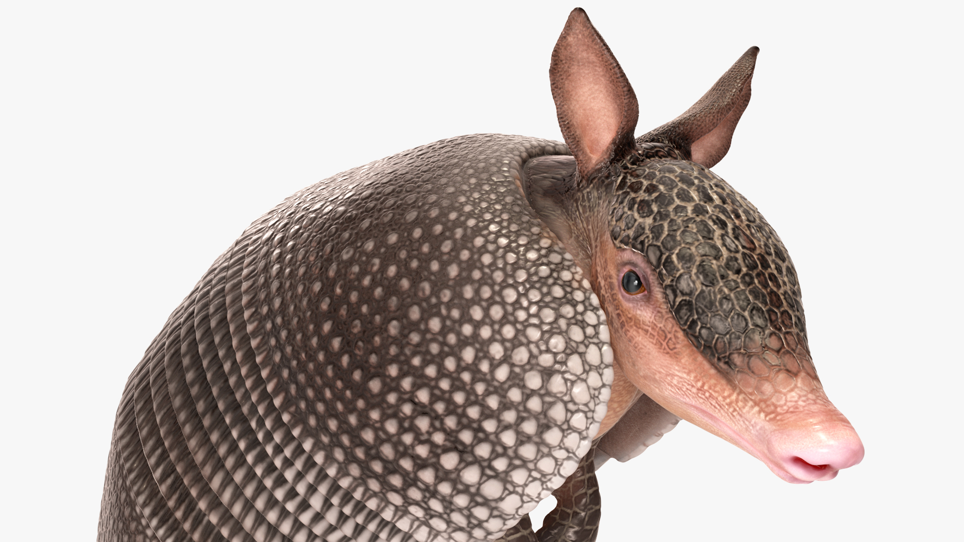 3D Armadillo in Hind Legs Pose Black model