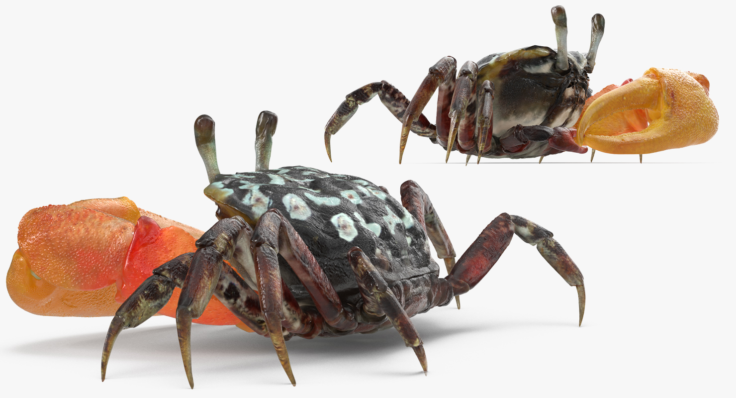 3D model Calling Crab Sitting Pose