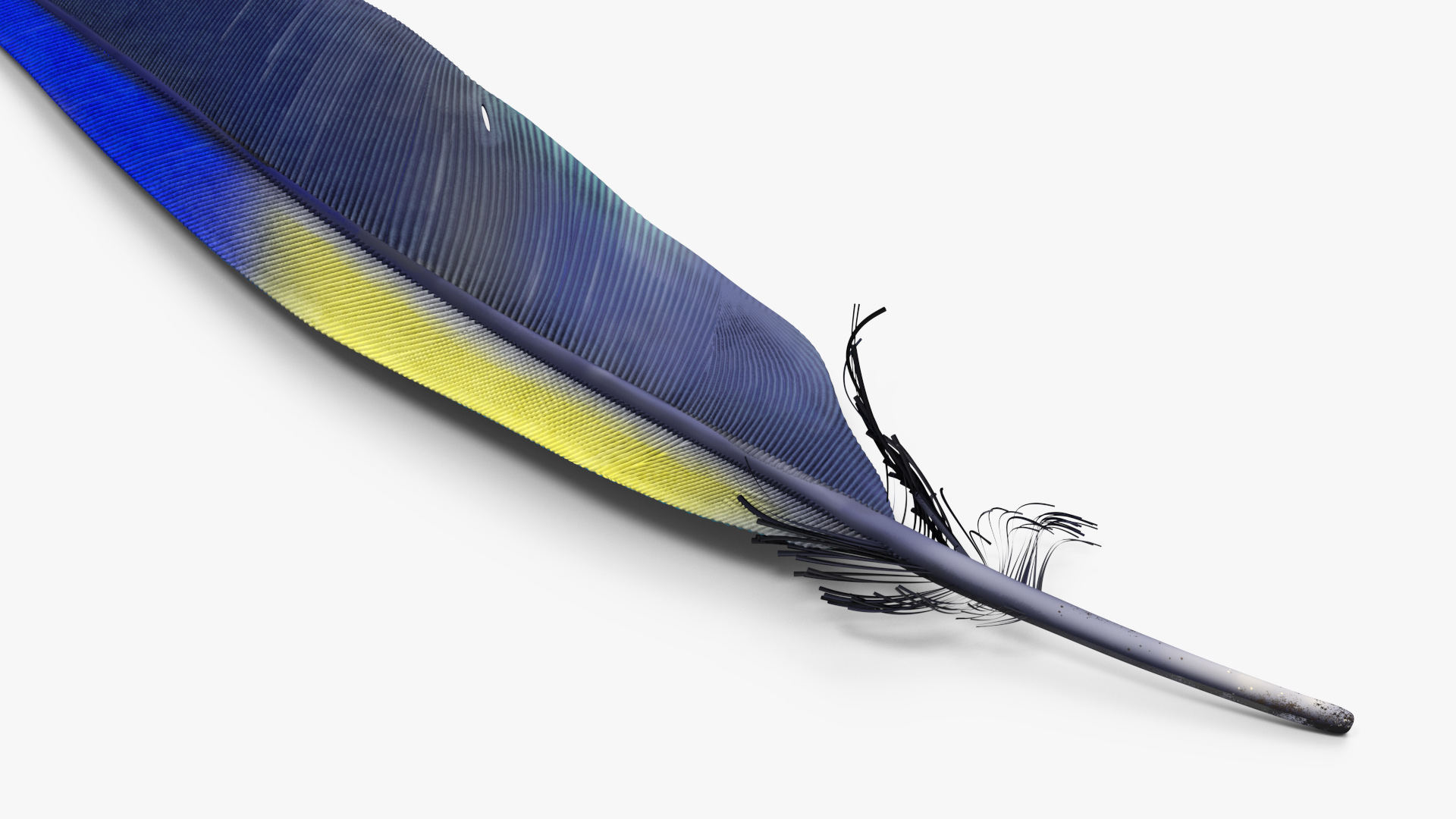 3D Amazon Parrot Feather
