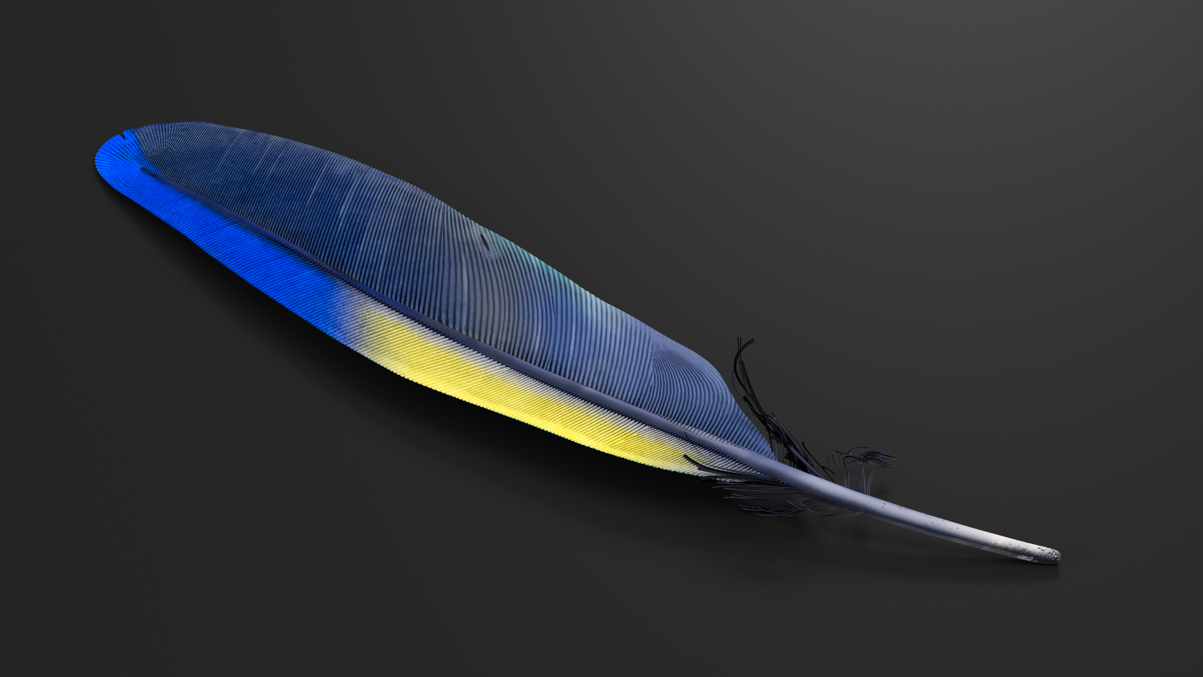 3D Amazon Parrot Feather