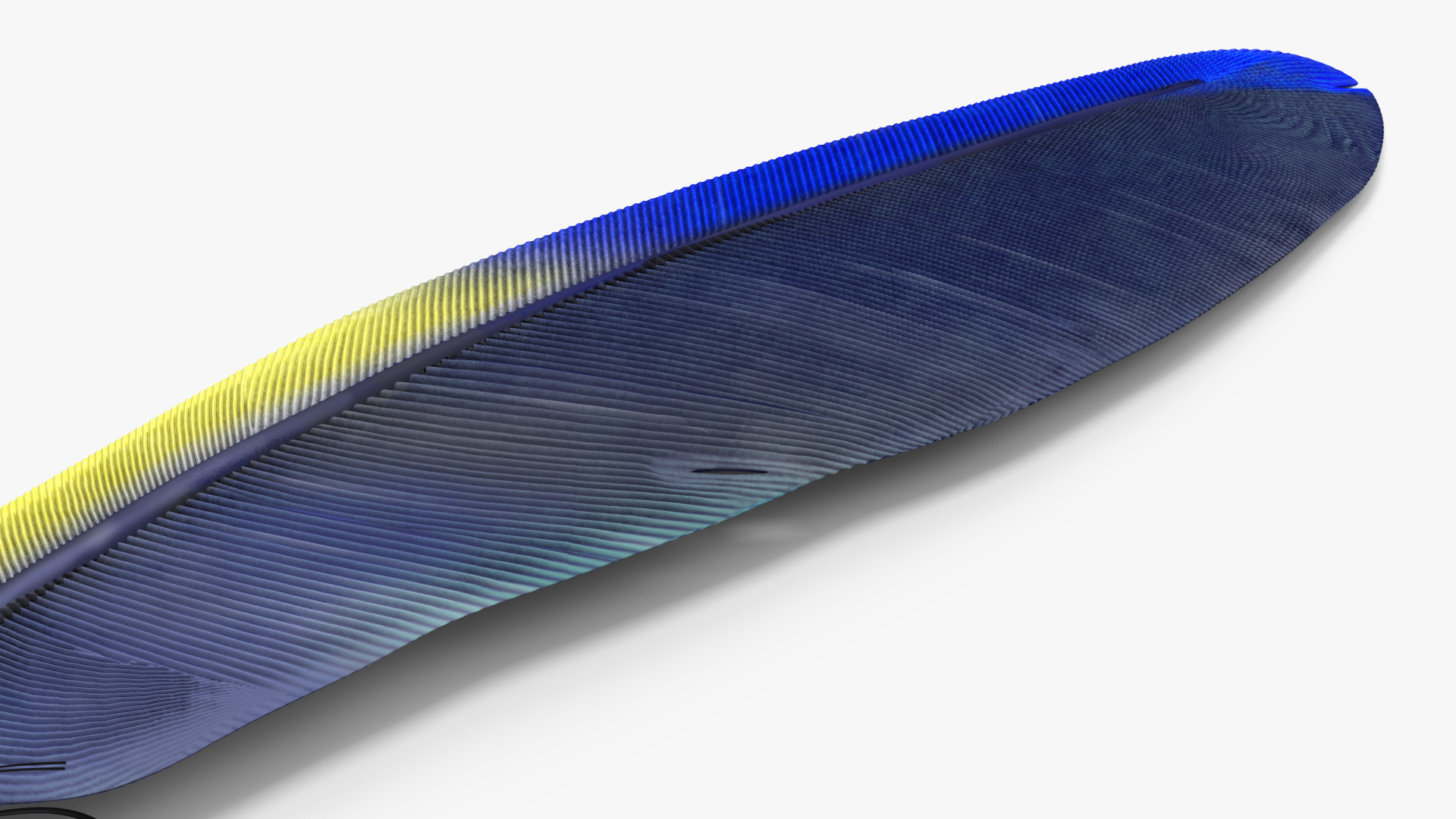 3D Amazon Parrot Feather