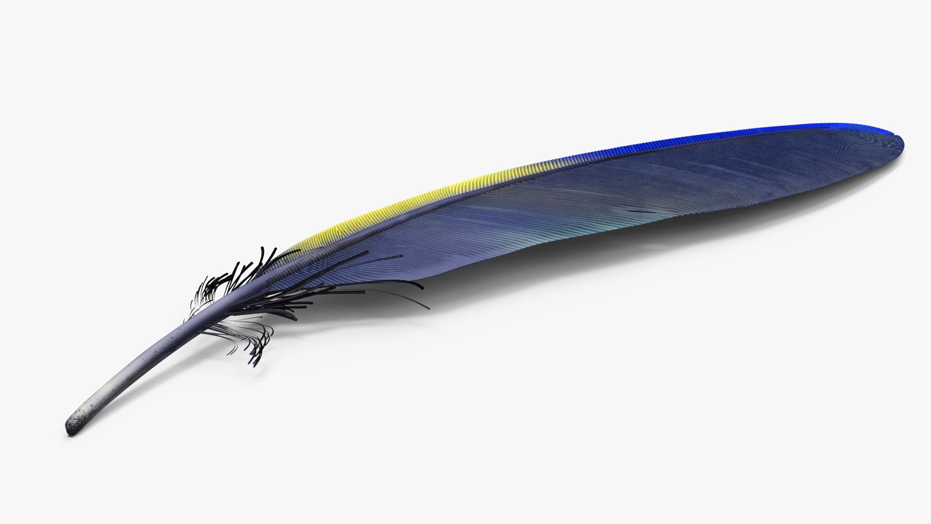 3D Amazon Parrot Feather