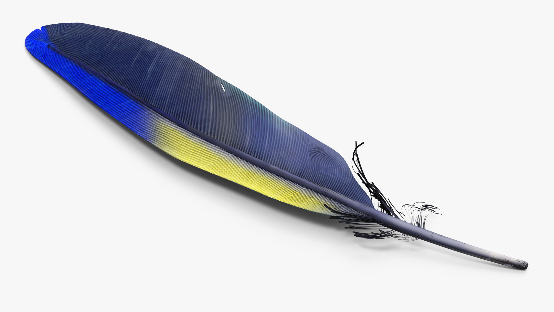 3D Amazon Parrot Feather